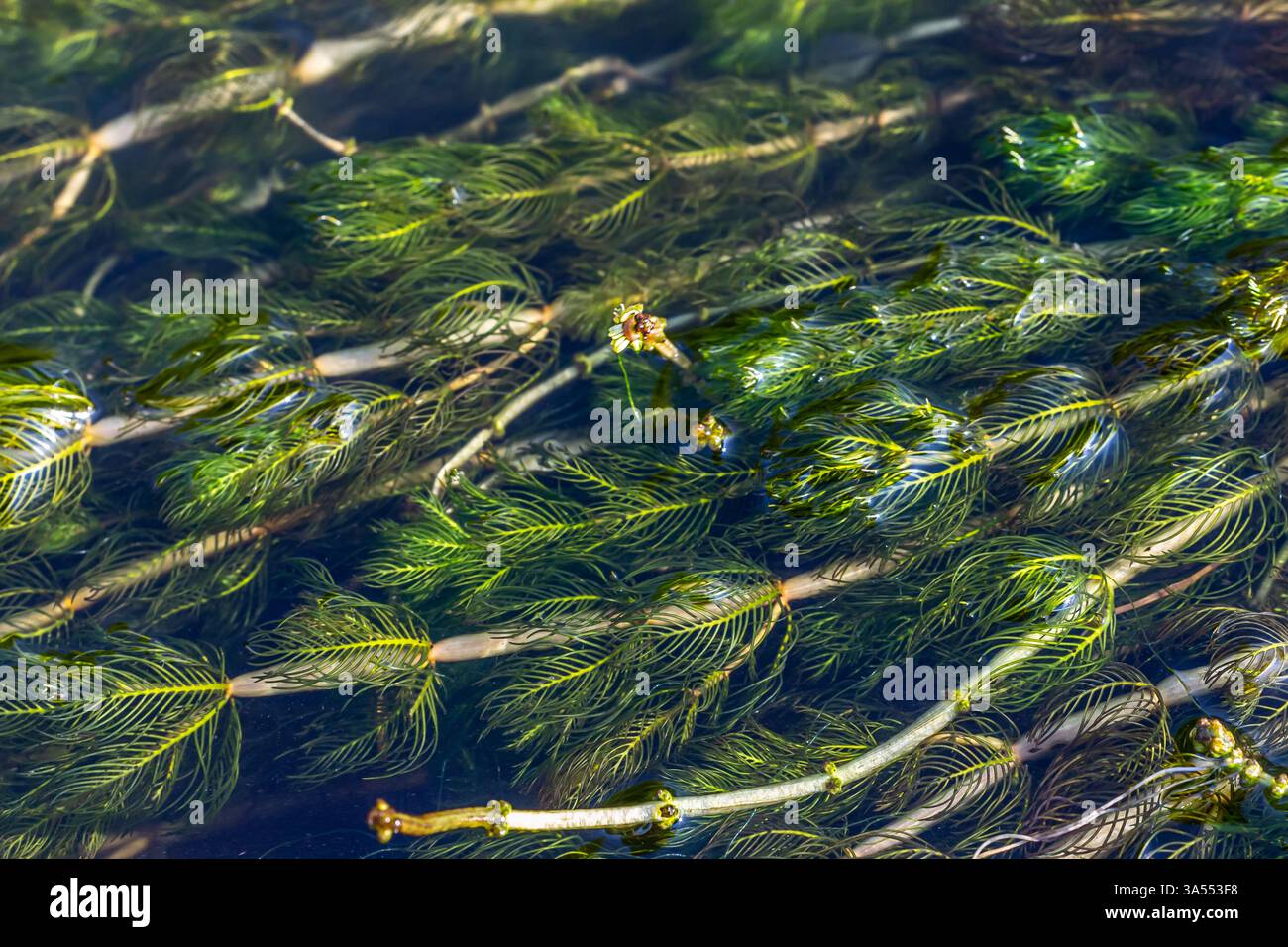Plante aquatique Ceratophyllum demersum dans un ruisseau. Banque D'Images