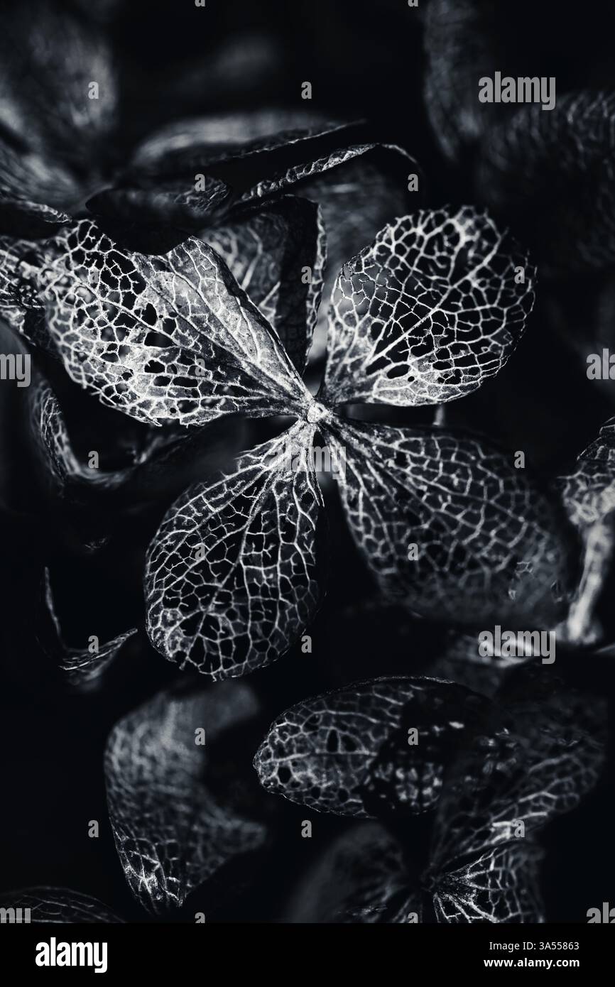 L’année dernière fleurs â€“ contraste de pétales noirs Banque D'Images