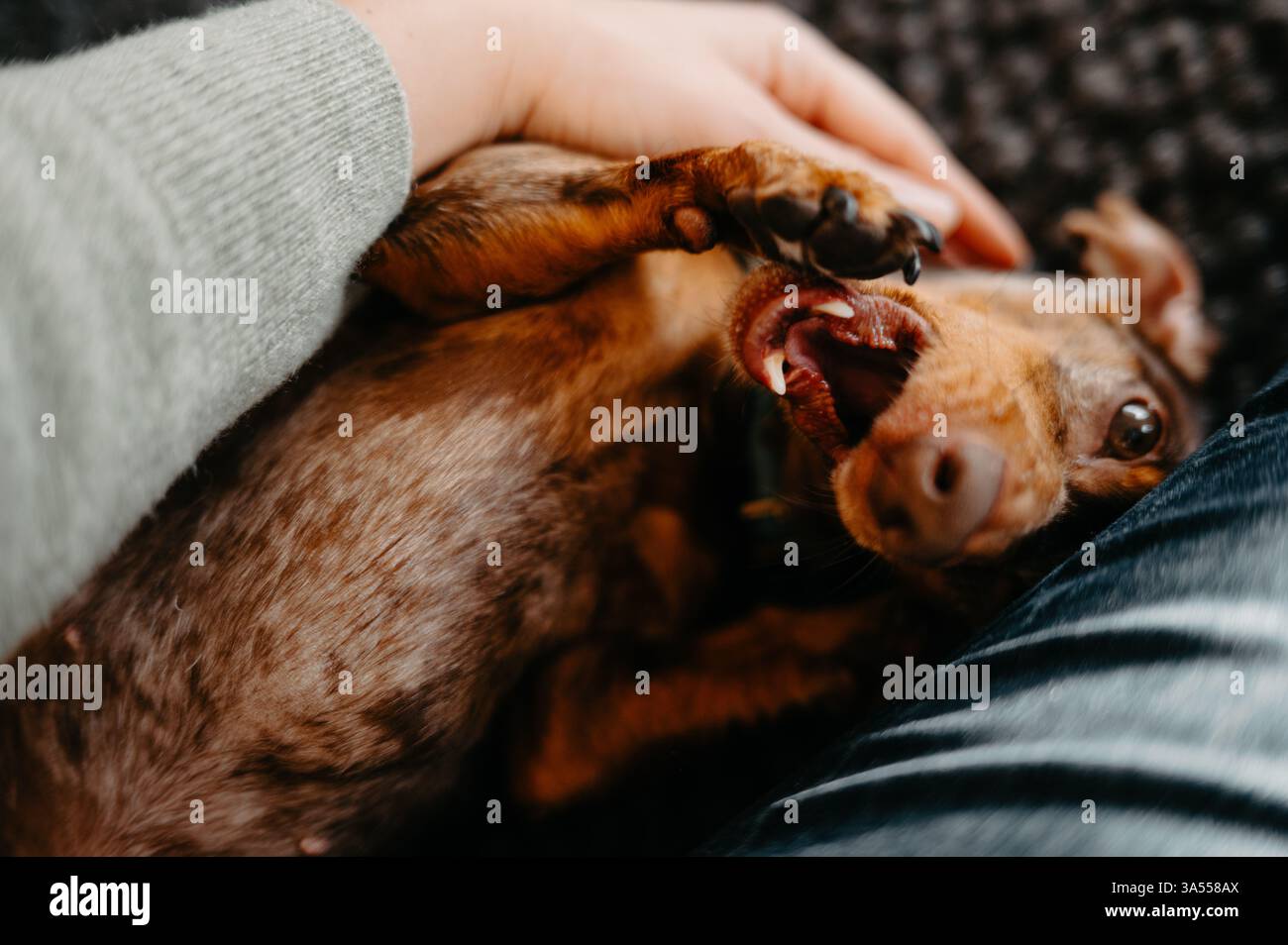 Teckel Puppy joueux bâillant sur les genoux du propriétaire tout en étant caressé Banque D'Images