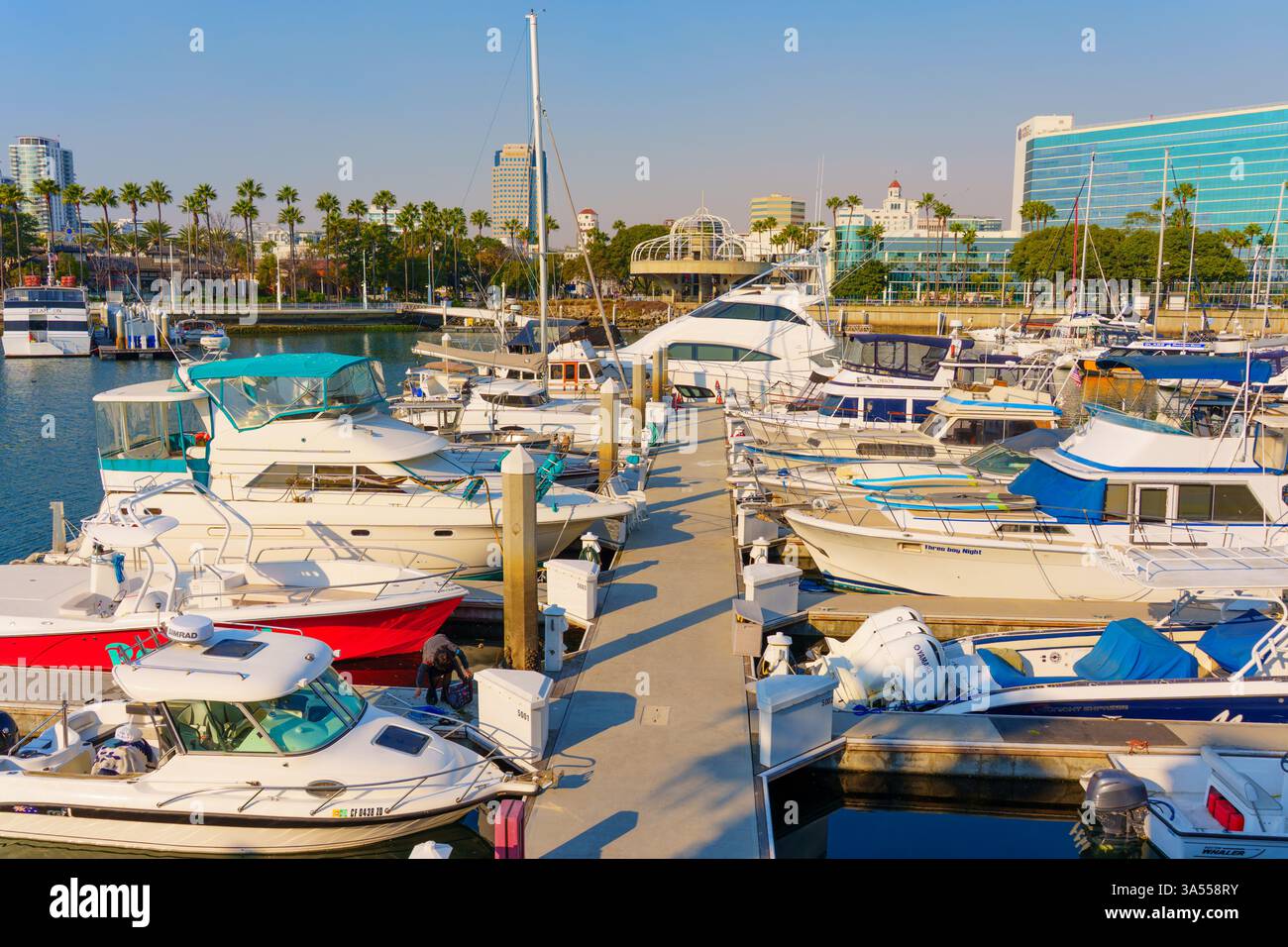 Long Beach, Californie - 11 janvier 2025 : Marina at Hyatt Regency Hotel dispose de nombreux yachts et bateaux amarrés le long de la jetée, avec des palmiers et Banque D'Images