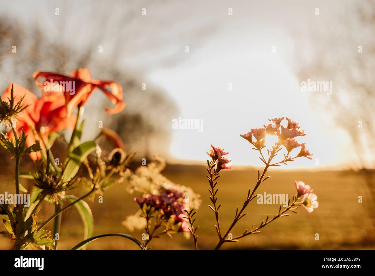 Fleur de chardon brillante dans la lumière chaude du coucher du soleil Banque D'Images