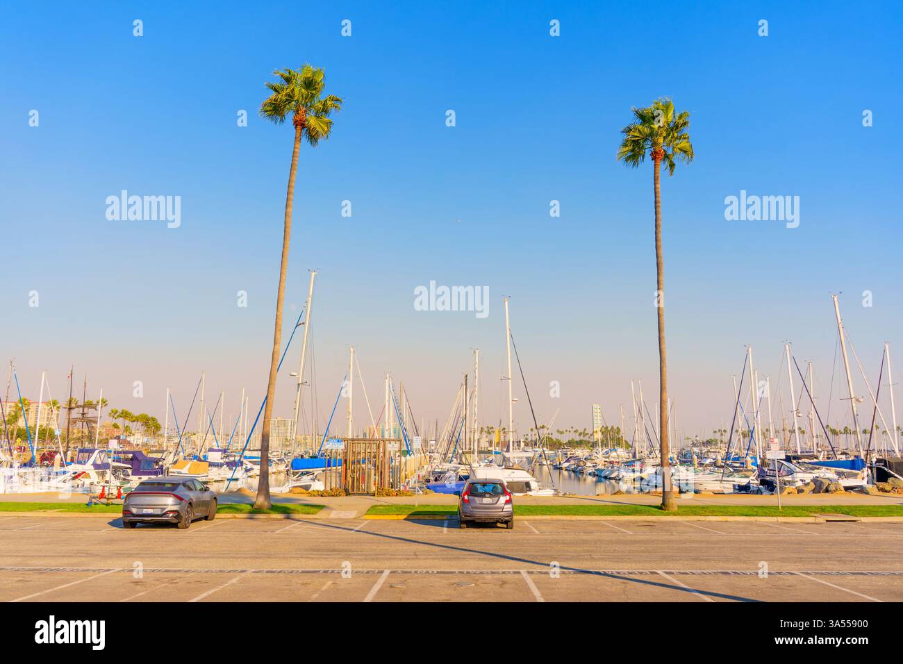 Long Beach, Californie - 11 janvier 2025 : journée ensoleillée à la marina de long Beach, Californie, mettant en vedette des palmiers et de nombreux voiliers amarrés, cap Banque D'Images