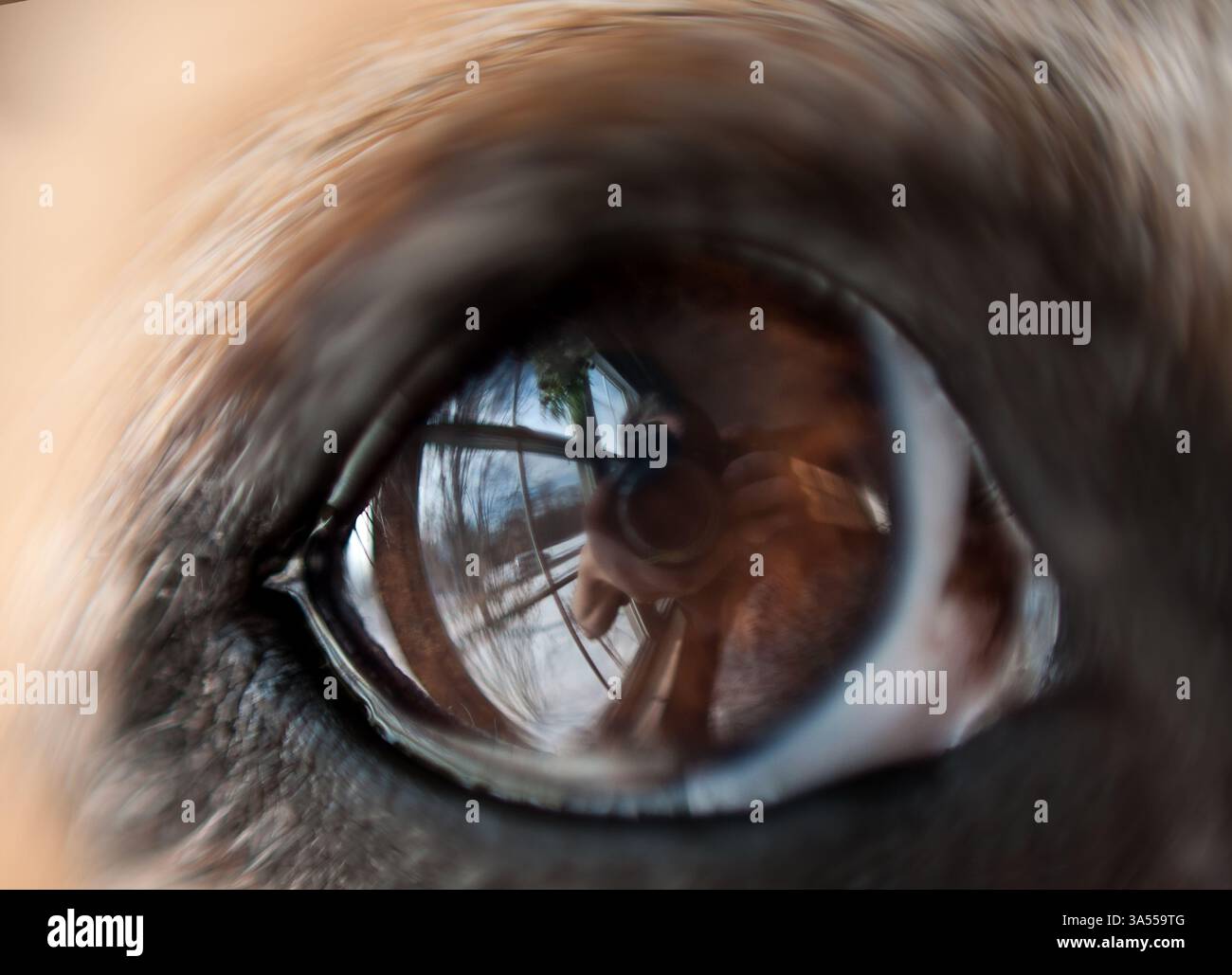 Macro Puggle Eye avec reflet du photographe dans l'œil Banque D'Images