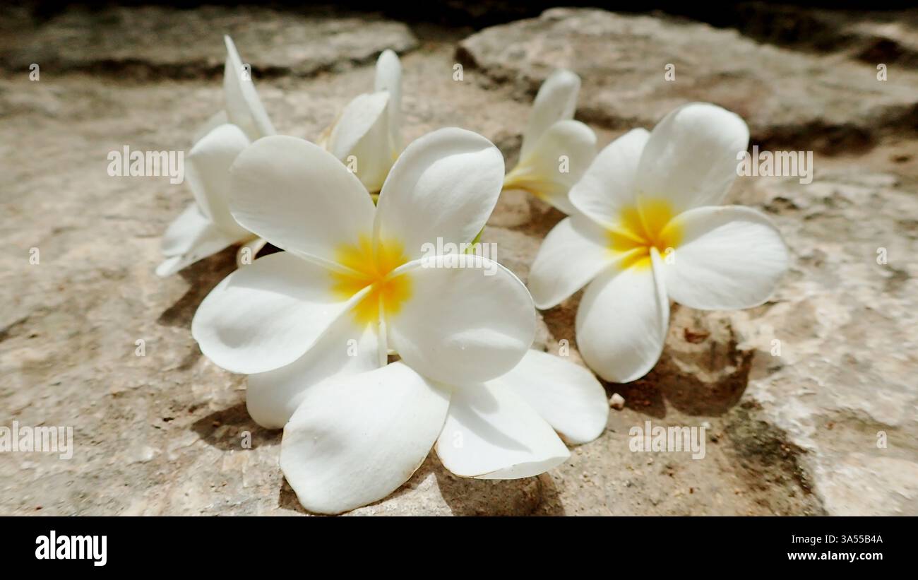 Plumerias au soleil au Mexique Banque D'Images