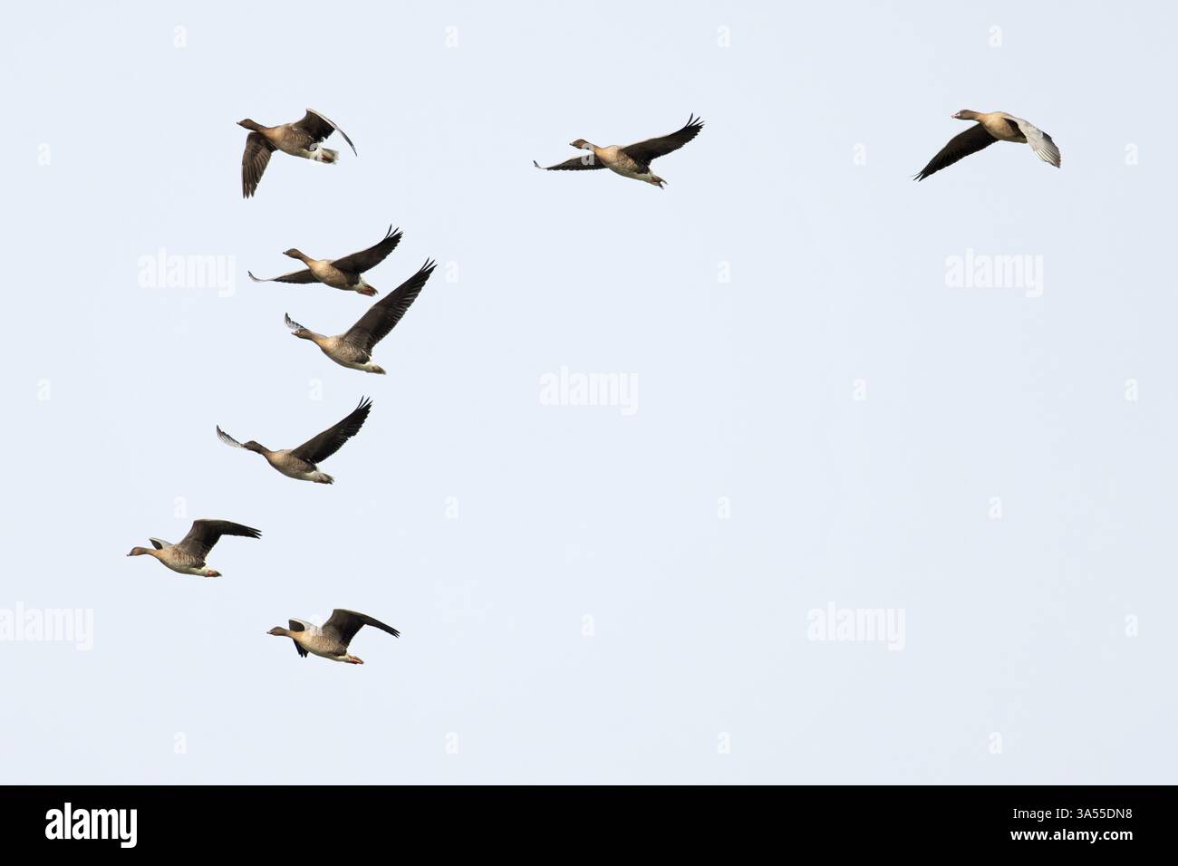 OIE à pattes roses (Anser barchyrhynchus) Norfolk novembre 2024 Banque D'Images