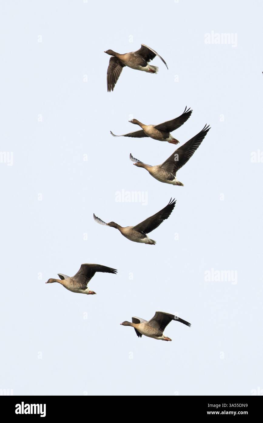 OIE à pattes roses (Anser barchyrhynchus) Norfolk novembre 2024 Banque D'Images