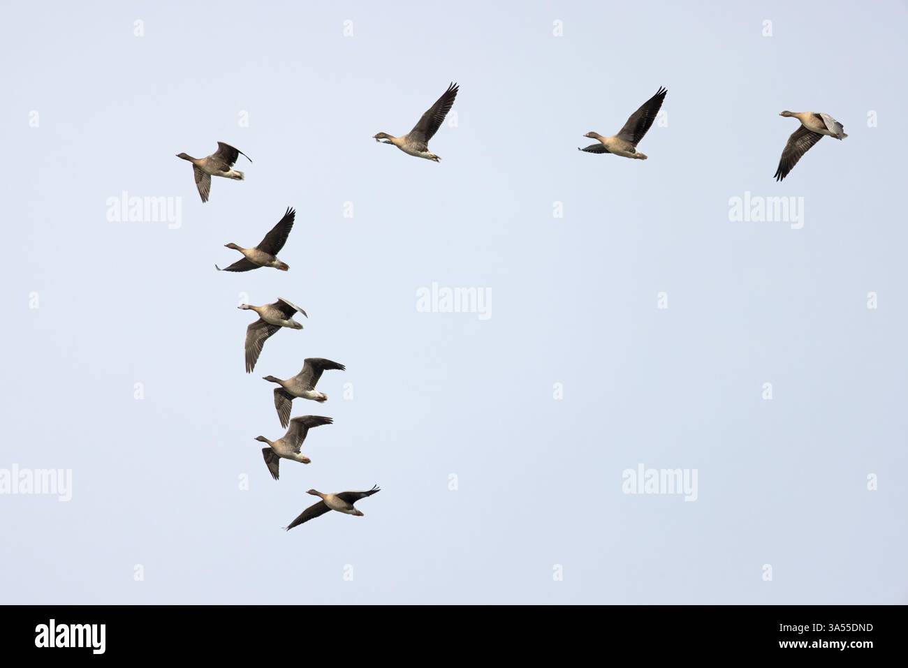 OIE à pattes roses (Anser barchyrhynchus) Norfolk novembre 2024 Banque D'Images