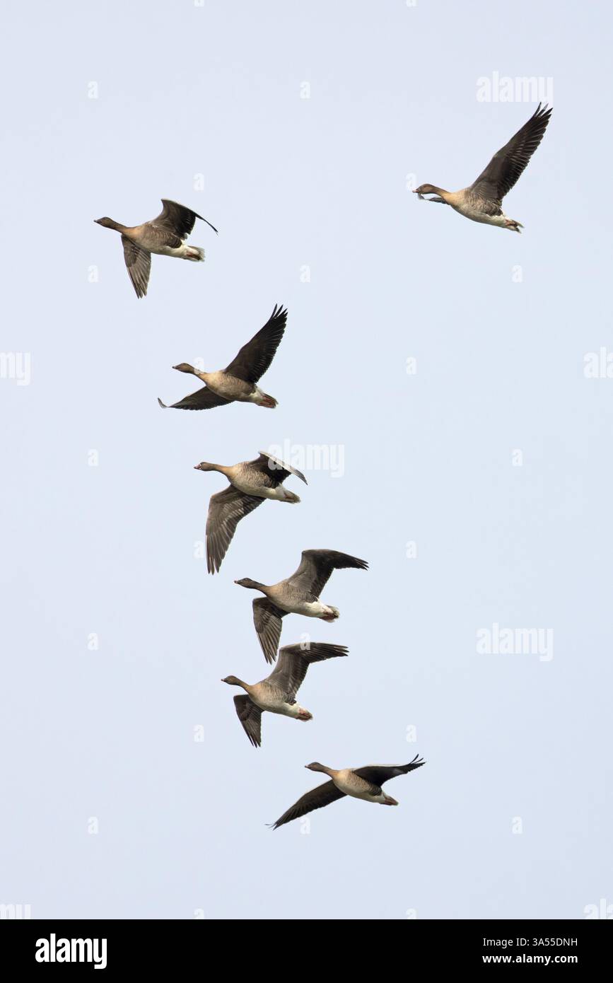 OIE à pattes roses (Anser barchyrhynchus) Norfolk novembre 2024 Banque D'Images