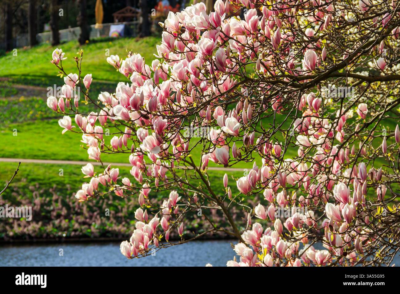 Magnifique arbre de magnolia rose fleuri dans le parc Banque D'Images