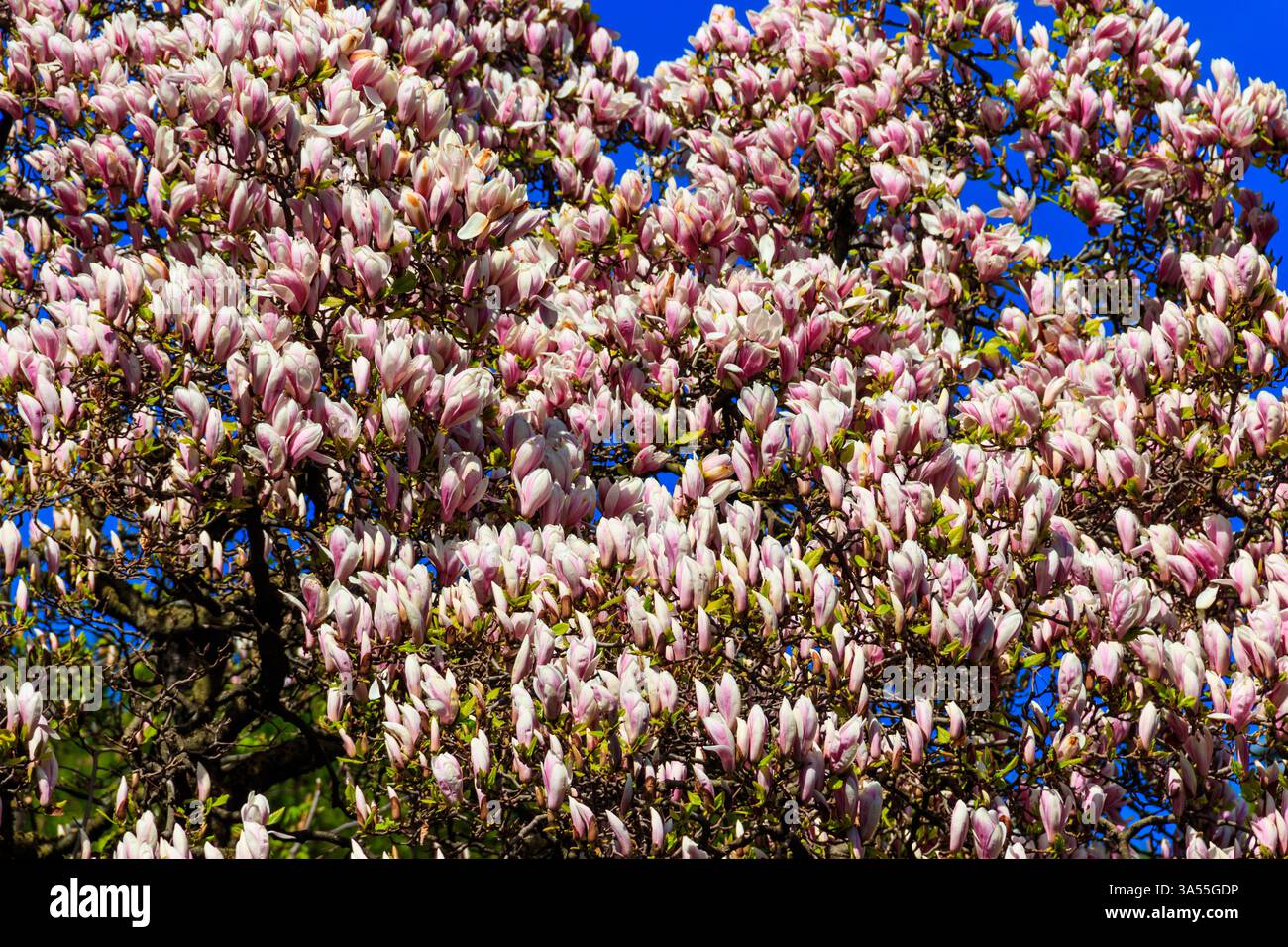 Magnifique arbre de magnolia rose fleuri dans le parc Banque D'Images