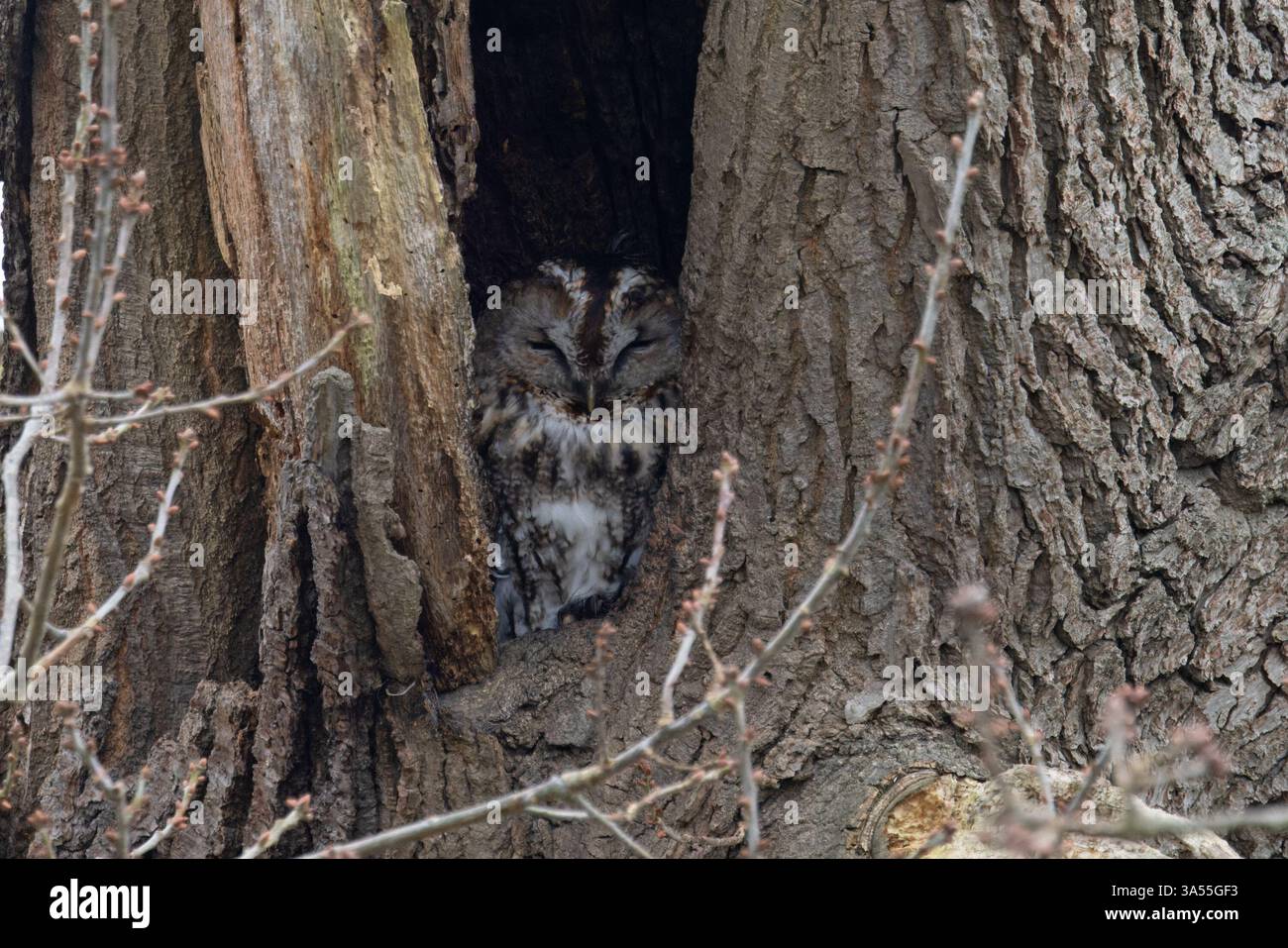 Tawny Owl (Strix aluco) perché dans la fente dans l'arbre Norwich janvier 2025 Banque D'Images