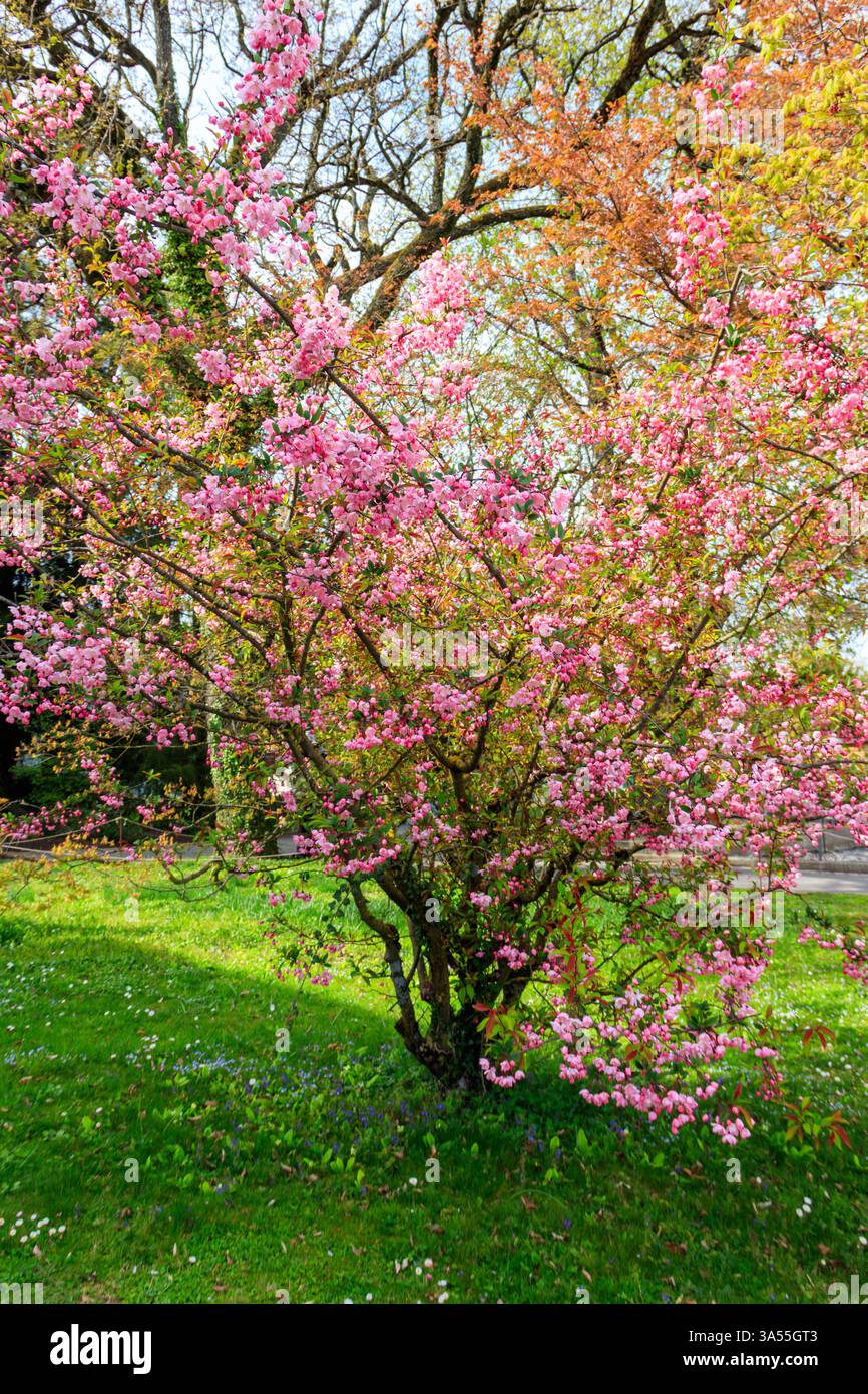 Cerisier rose fleuri dans le jardin au printemps Banque D'Images