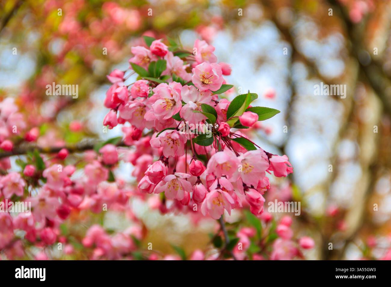 Cerisier rose fleuri dans le jardin au printemps Banque D'Images
