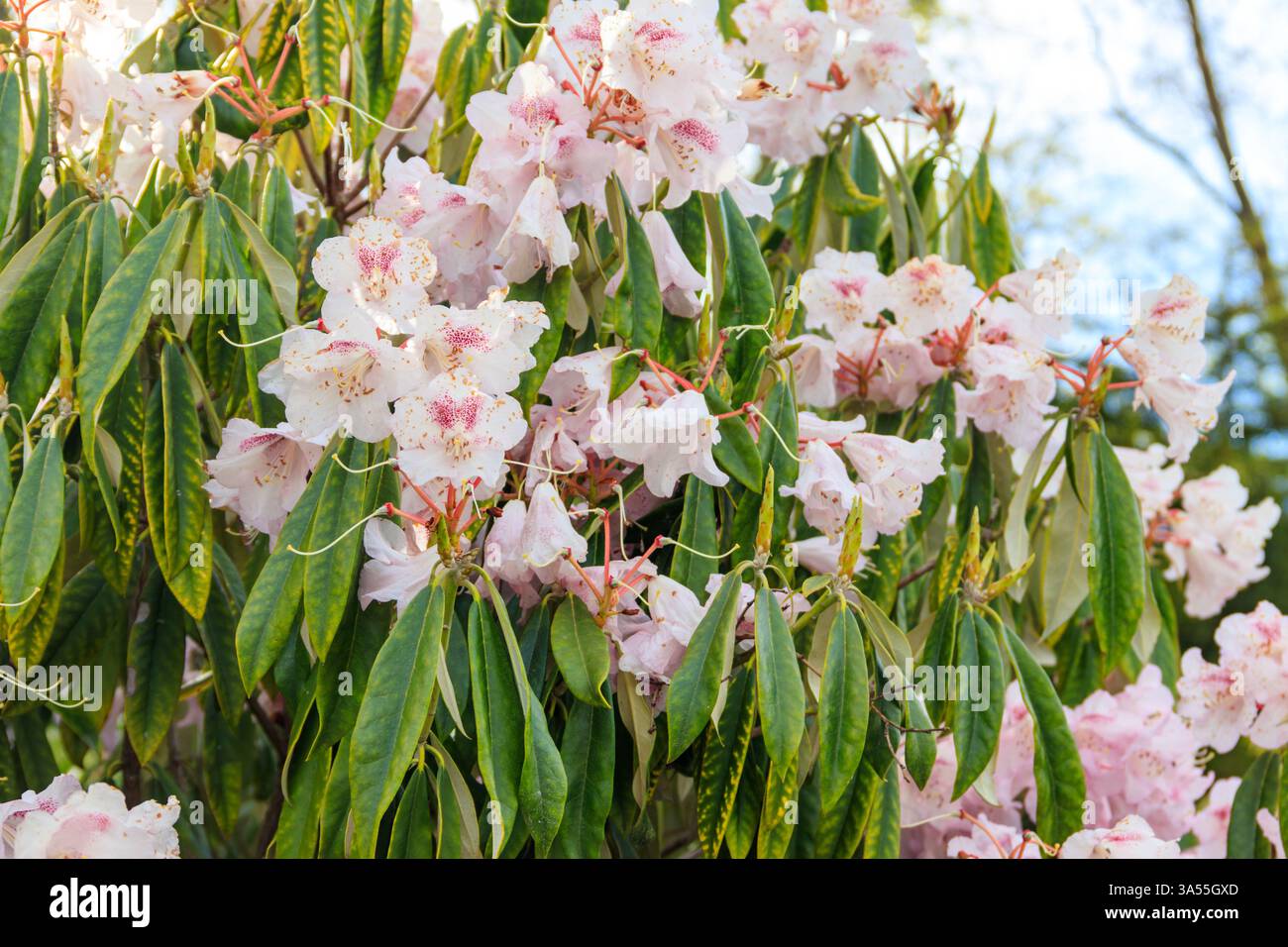 Magnifique arbre en fleurs rhododendron (Rhododendron arboreum) dans le jardin botanique Banque D'Images