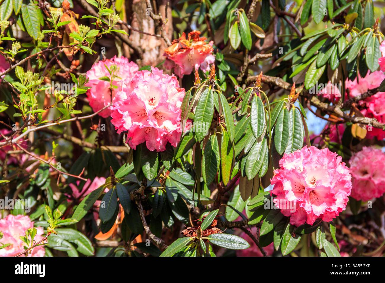 Beau rhododendron rose fleuri (Rhododendron arboreum) dans le jardin botanique Banque D'Images