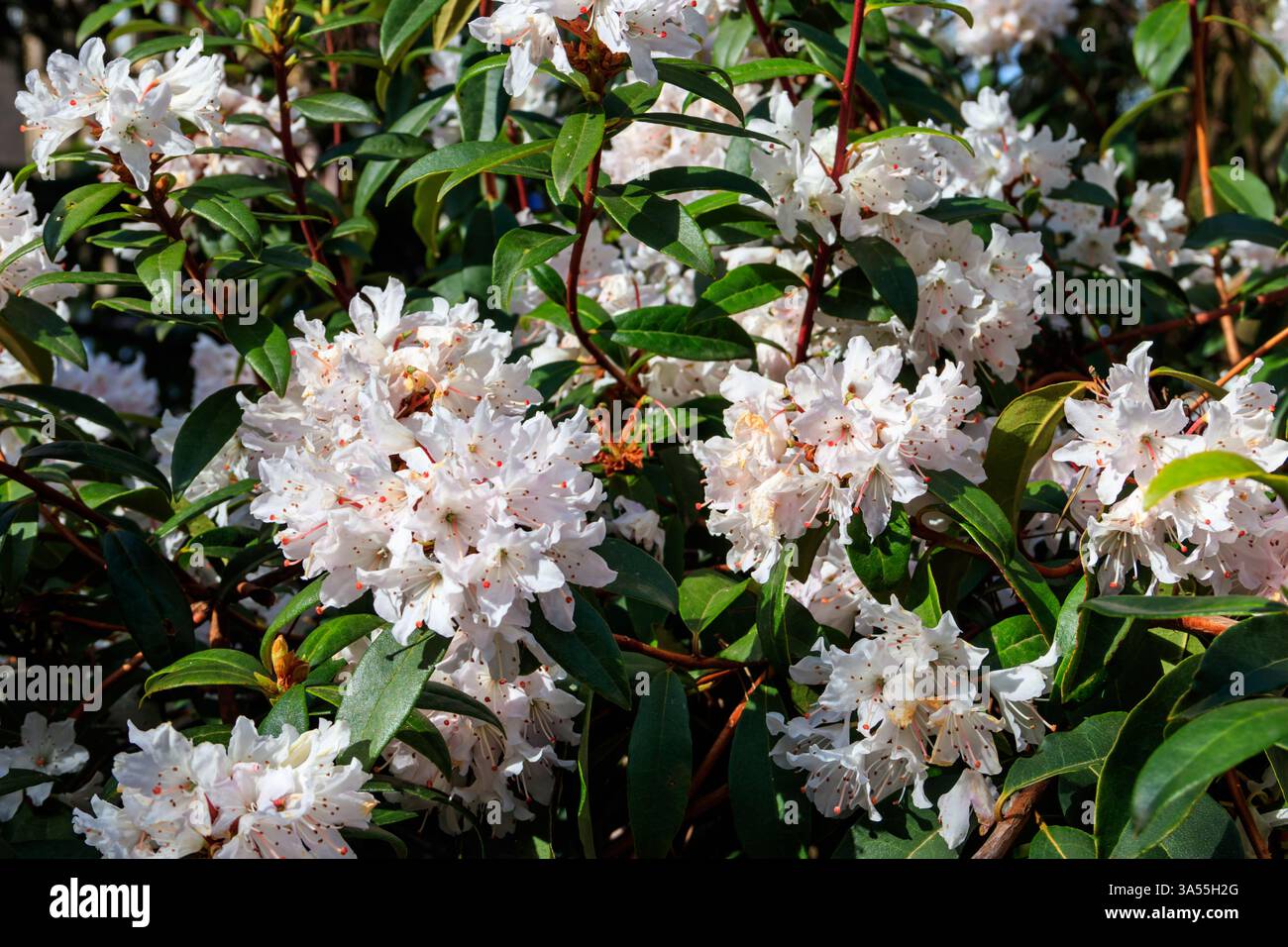 Magnifique arbre en fleurs rhododendron (Rhododendron arboreum) dans le jardin botanique Banque D'Images