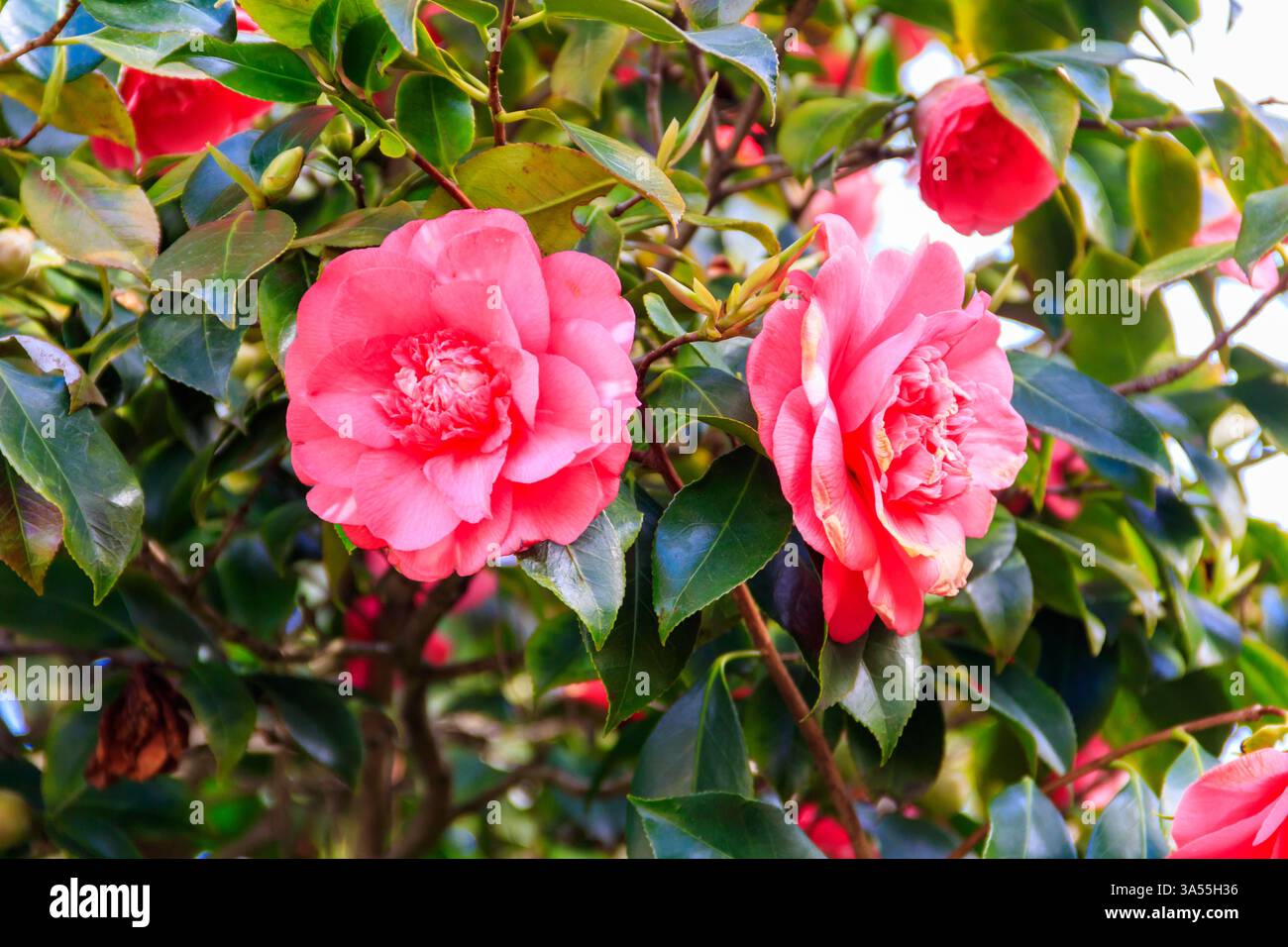 Beau camélia en fleurs dans le parc Banque D'Images