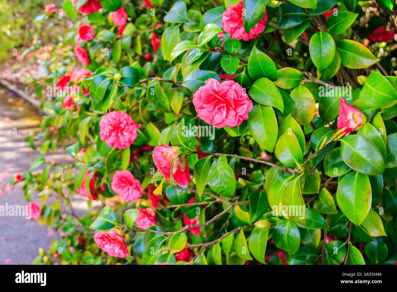 Beau camélia en fleurs dans le parc Banque D'Images
