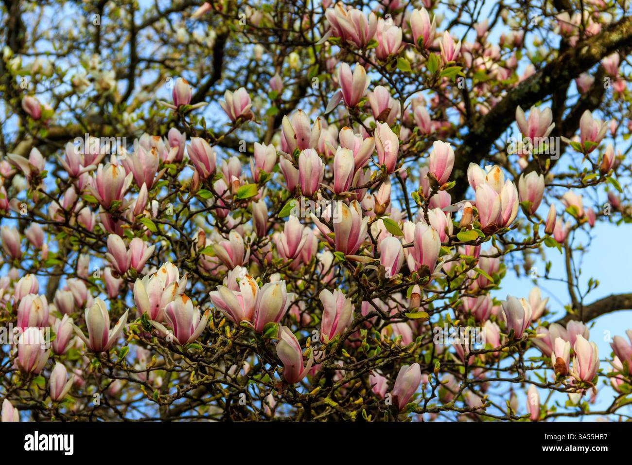 Magnifique arbre de magnolia rose fleuri dans le parc Banque D'Images