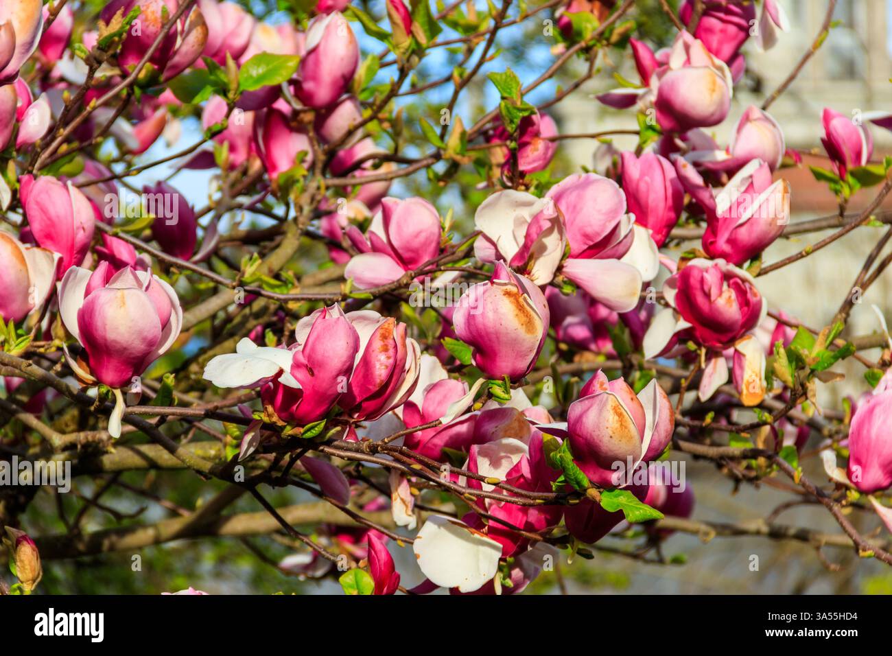Magnifique arbre de magnolia rose fleuri dans le parc Banque D'Images