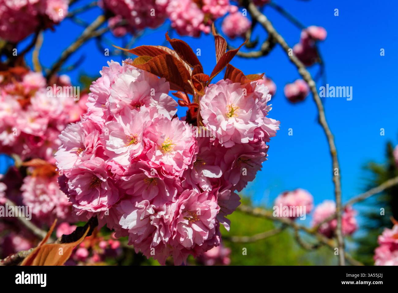Arbre de sakura rose fleuri dans le jardin au printemps Banque D'Images