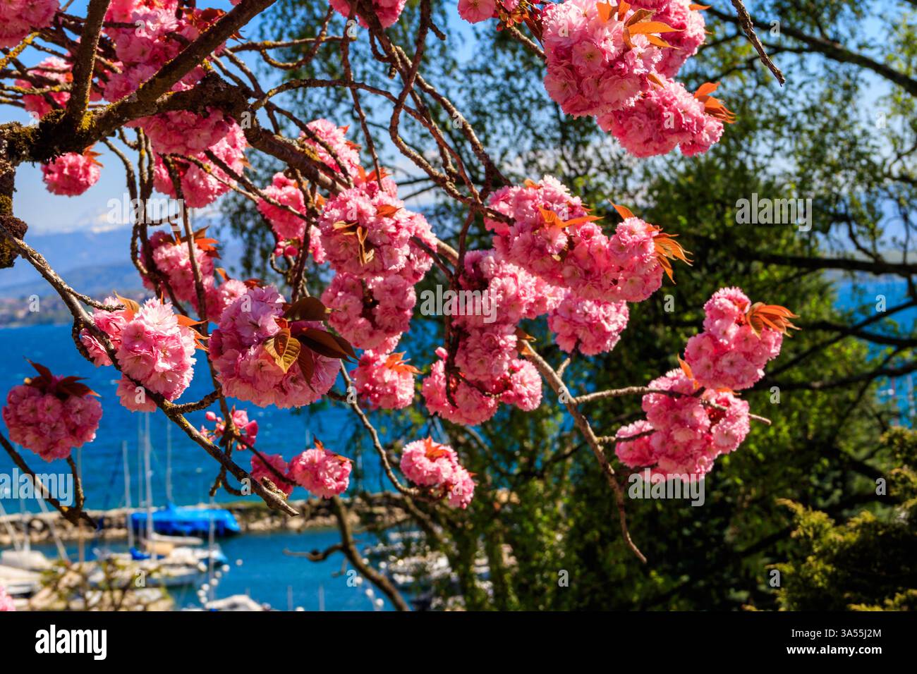 Arbre de sakura rose fleuri dans le jardin au printemps Banque D'Images