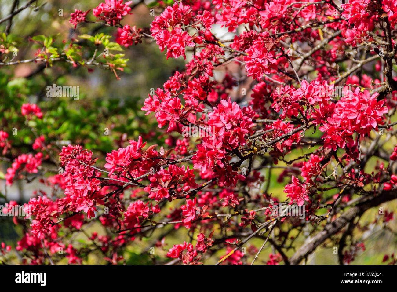 Floraison de crabe rose-pommier au printemps Banque D'Images