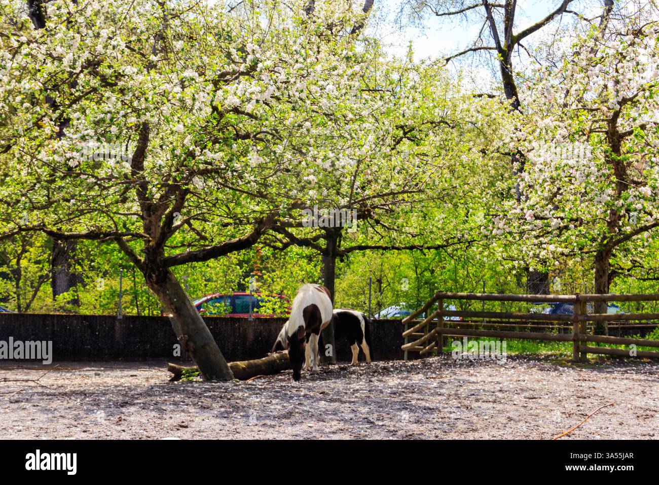 Poneys sous pommier en fleurs dans le jardin au printemps Banque D'Images
