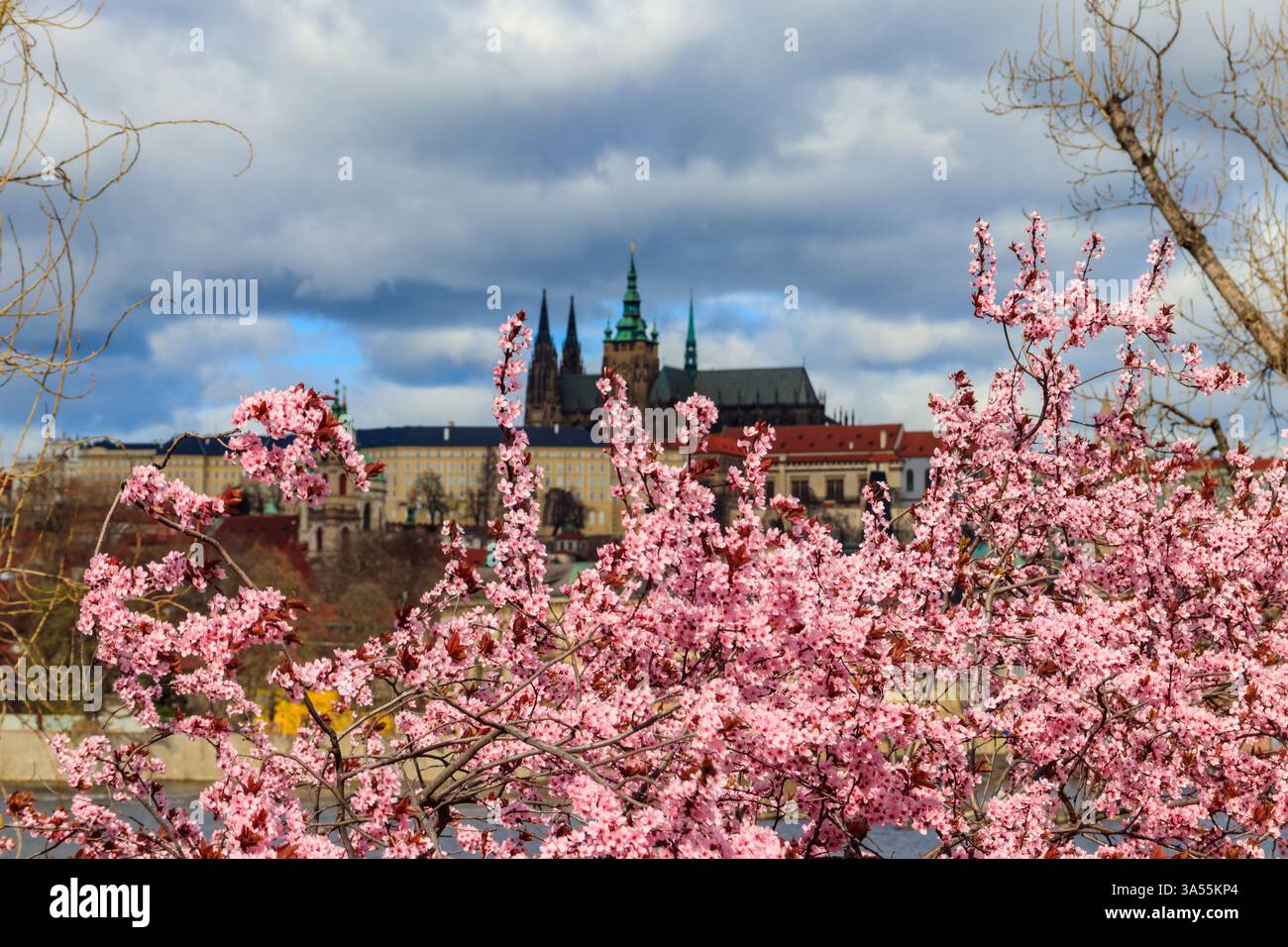 Colline de Hradcany avec cathédrale et château sur fond de ciel bleu et cerisiers roses en fleurs au printemps. Printemps à Prague, République tchèque Banque D'Images