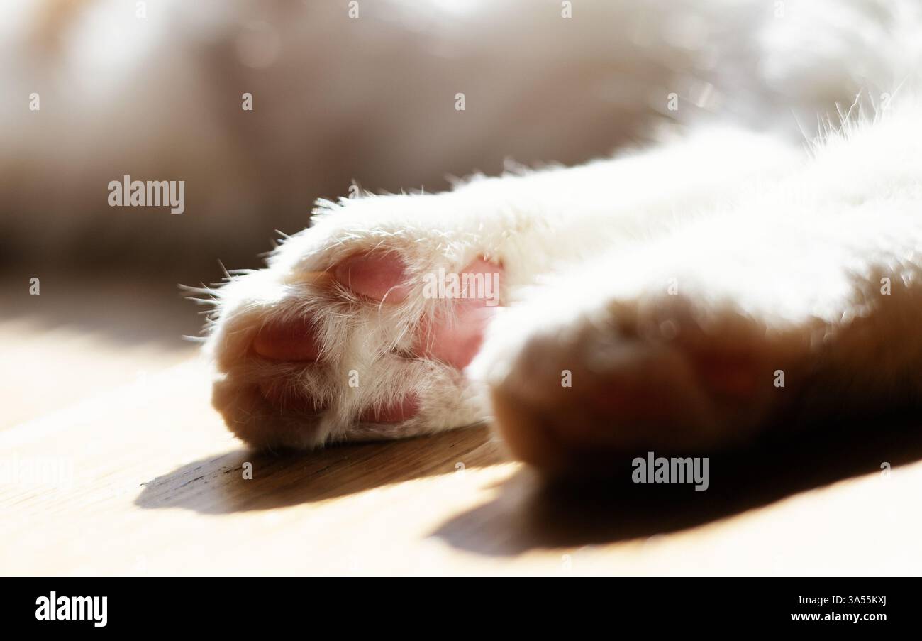 Chat domestique mignon dormant à la maison Banque D'Images