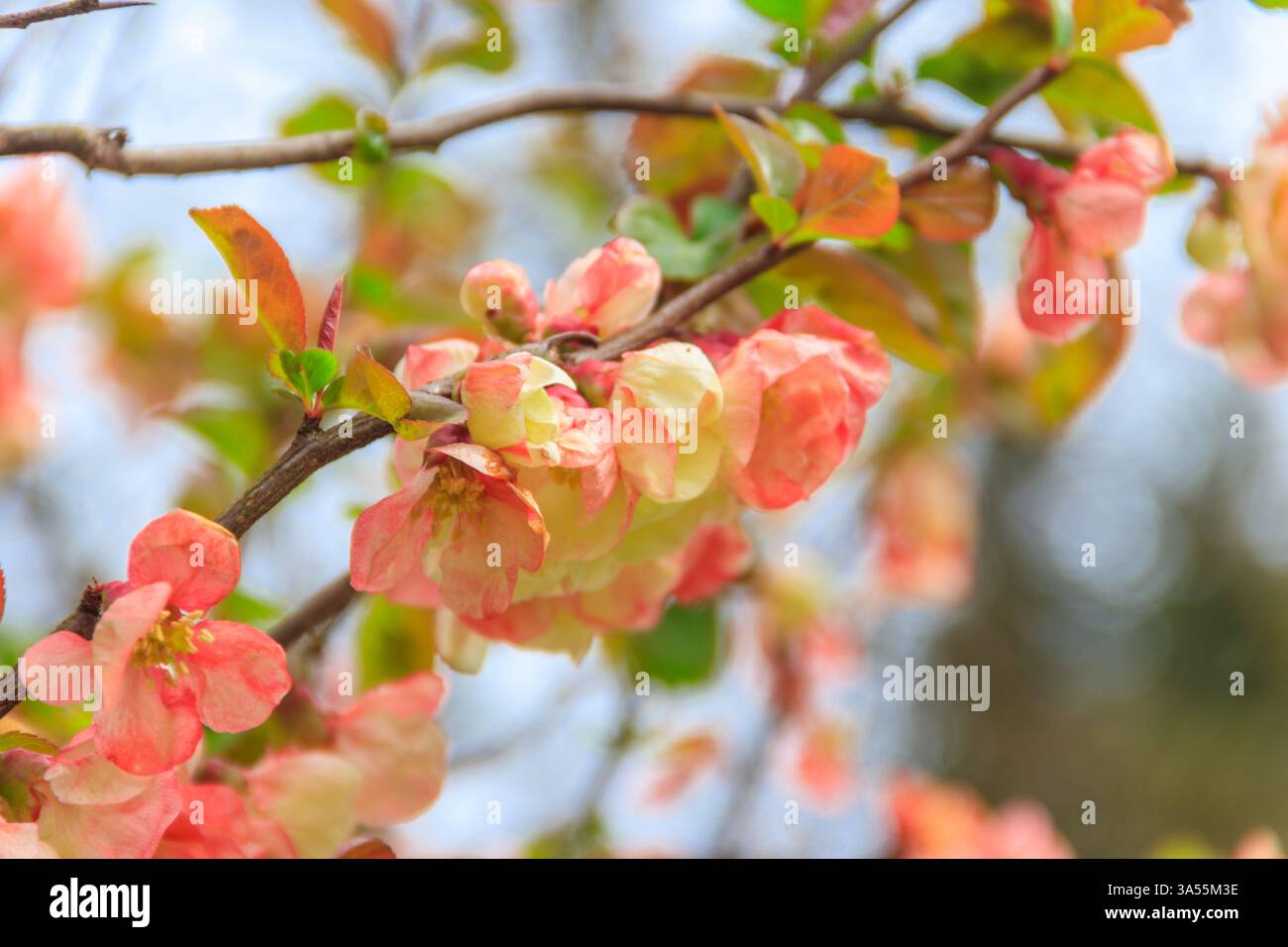 Chaenomeles speciosa, le coing en fleurs, le coing chinois ou le coing japonais en fleurs Banque D'Images