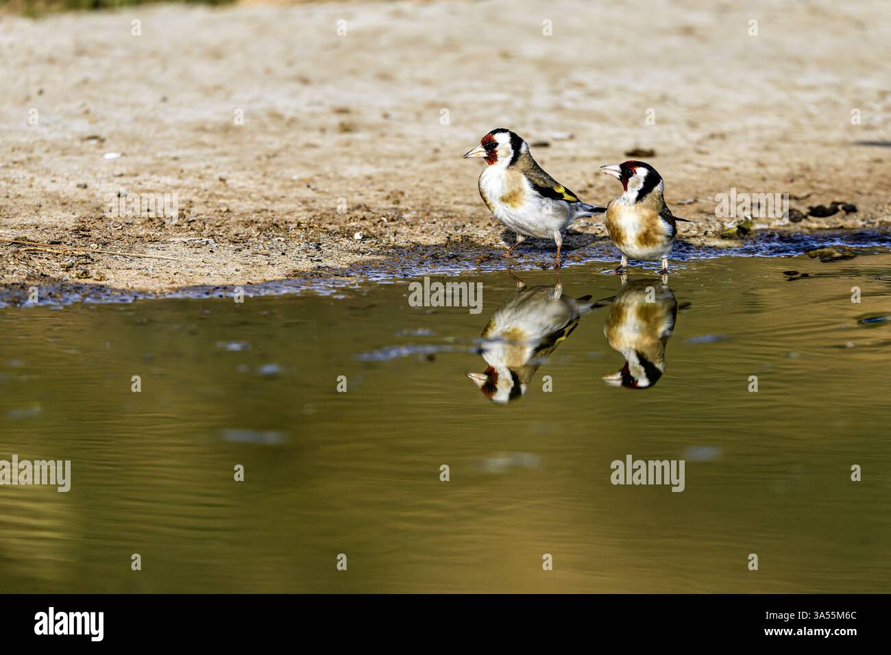 Deux palourdes européennes (Carduelis carduelis) se dressent au bord d’un étang, leurs reflets clairement visibles dans l’eau calme, créant un nat serein Banque D'Images