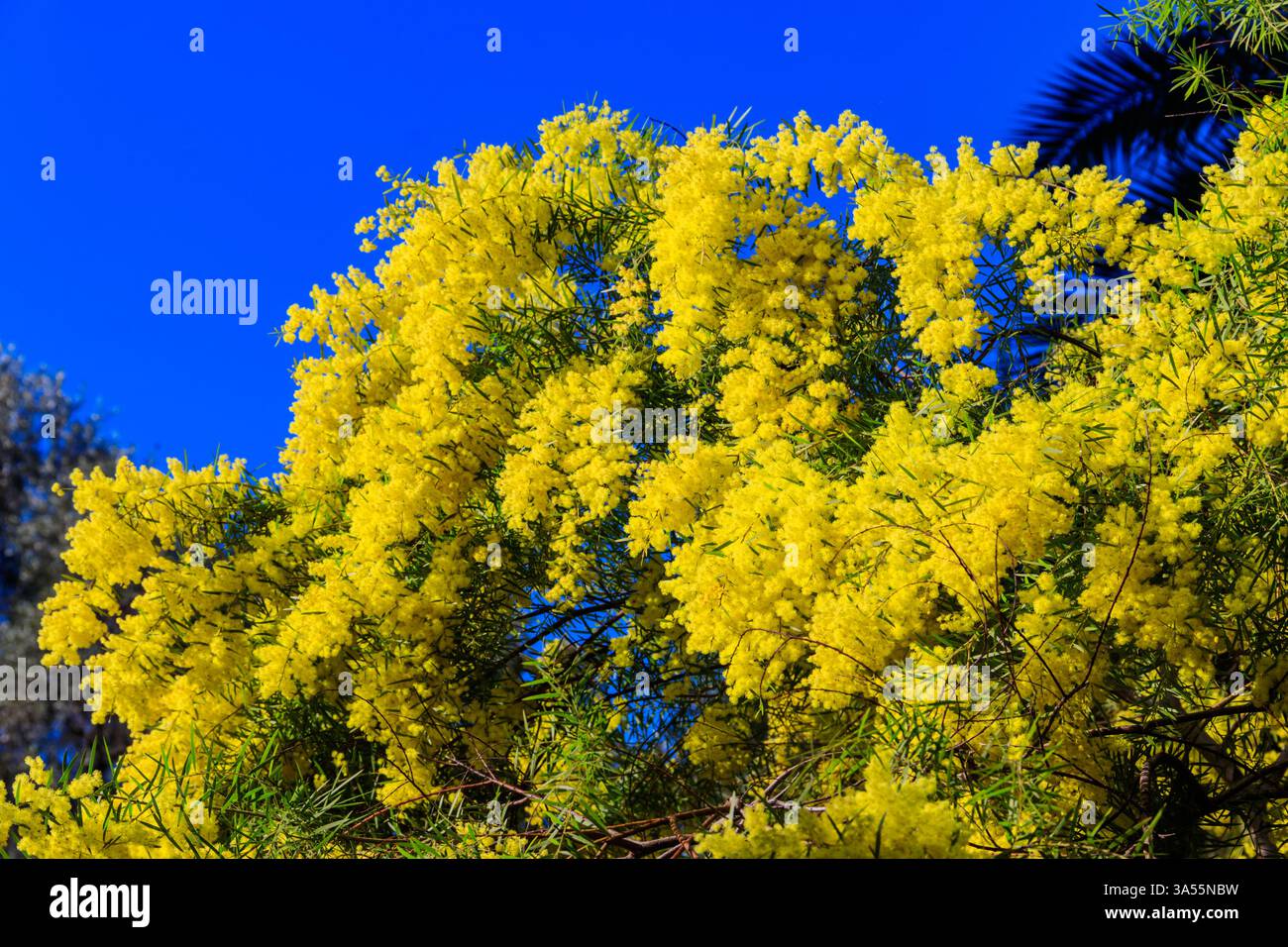 Arbre mimosa jaune fleuri contre ciel bleu Banque D'Images