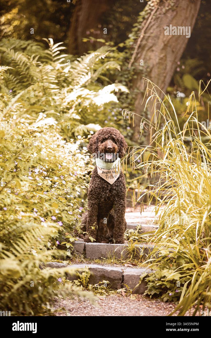 Labradoodle Banque D'Images