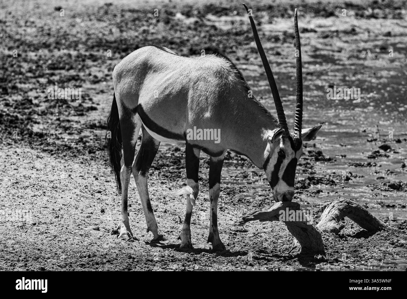 Photo en noir et blanc de l'eau potable de Gemsbok (gazelle d'Oryx) Banque D'Images