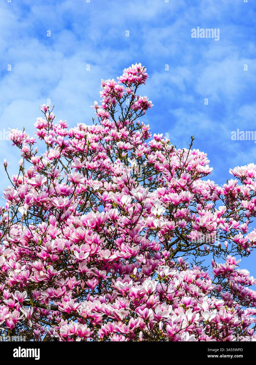 Magnolia en pleine fleur au début du printemps (mars) dans le jardin s du Château de Tours - Tours, Indre-et-Loire (37), France. Banque D'Images