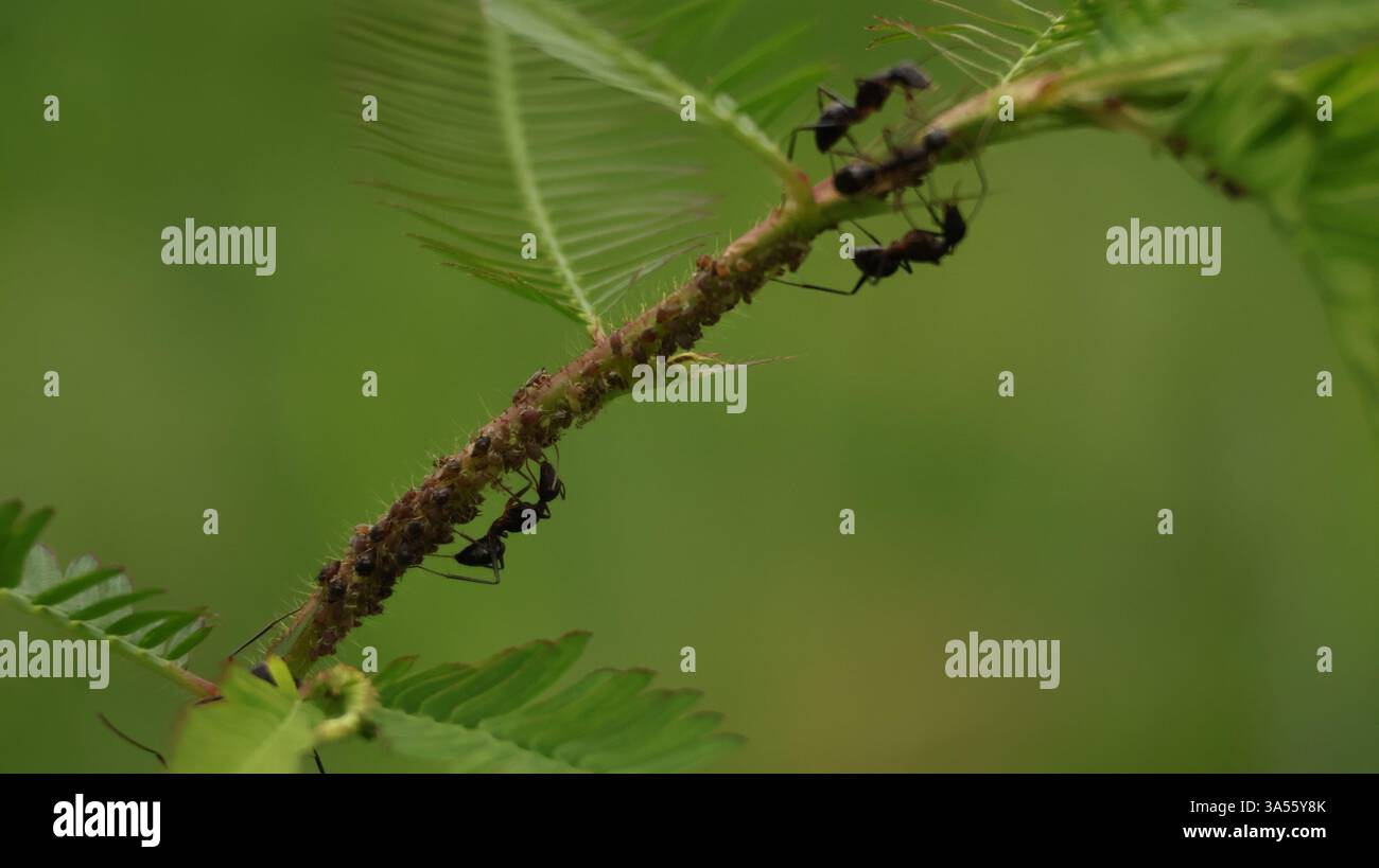Fourmis noires s'occupant de pucerons sur une plante tactile - les petits fermiers de la nature en action, nourrissant leur troupeau sur cette merveille sensible et auto-fermante. Banque D'Images