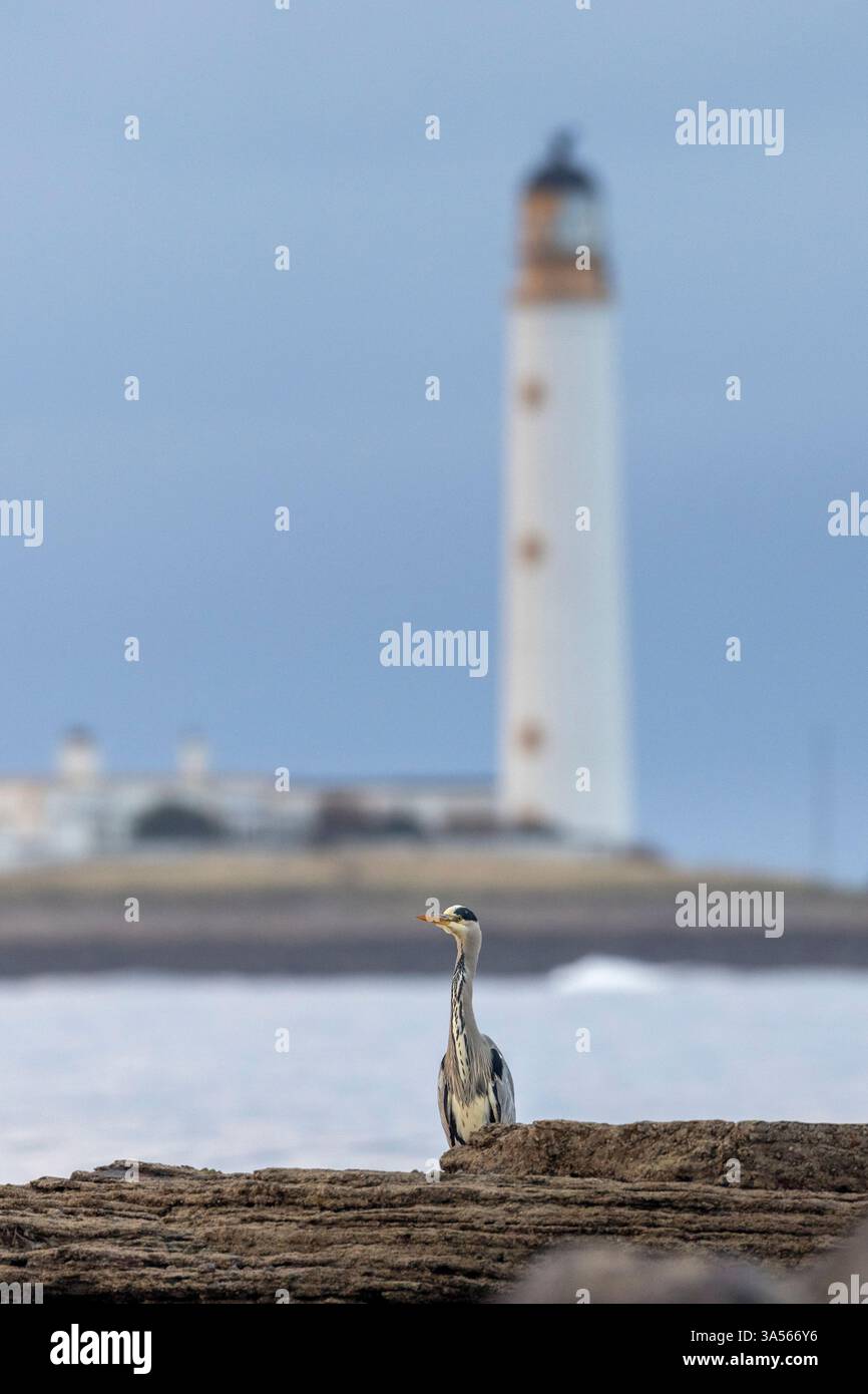 Le héron gris, Ardea cinerea, se tenait devant le phare de Barns Ness. East Lothian, Écosse, Royaume-Uni Banque D'Images