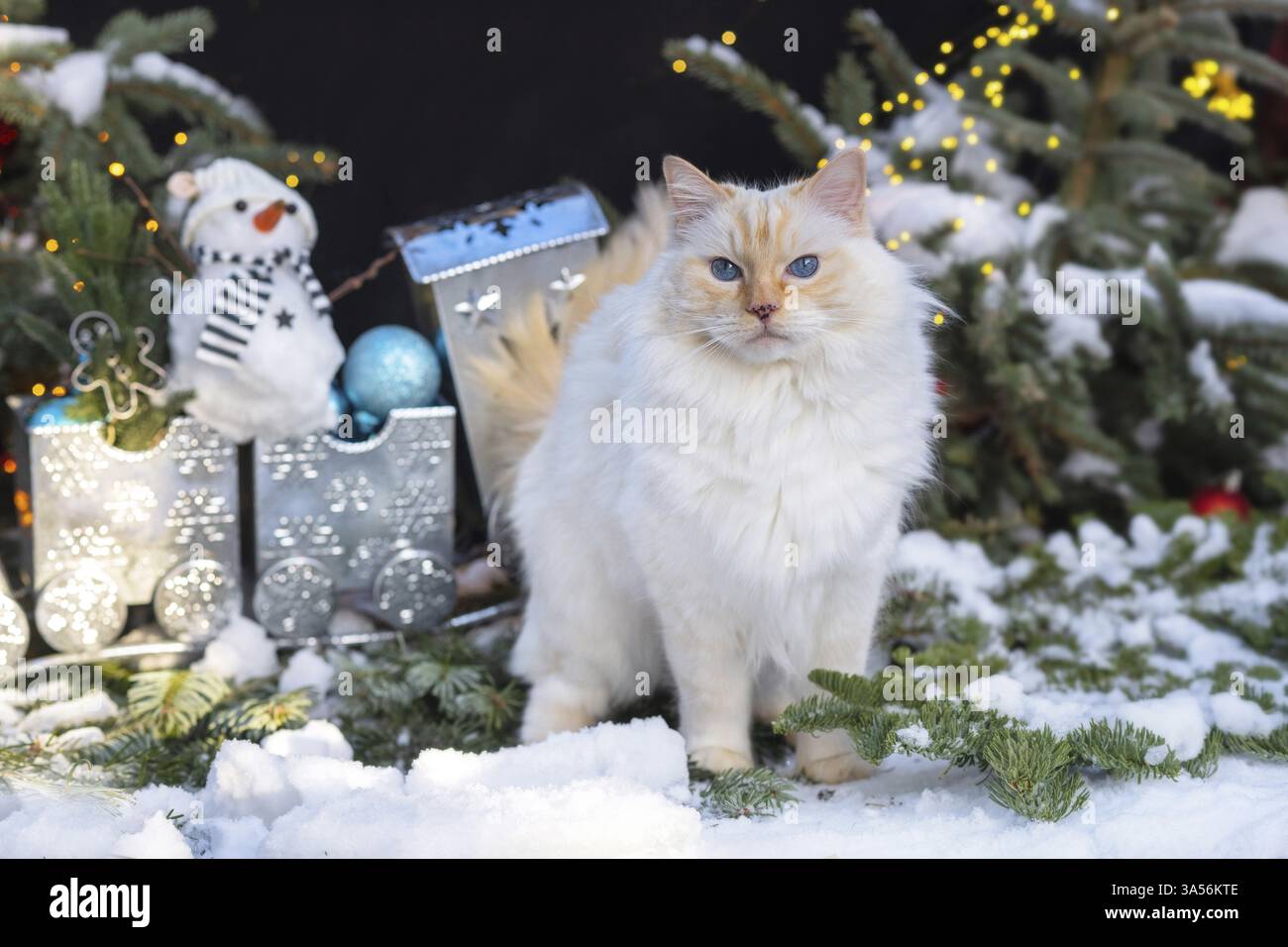 Ragdoll Banque D'Images