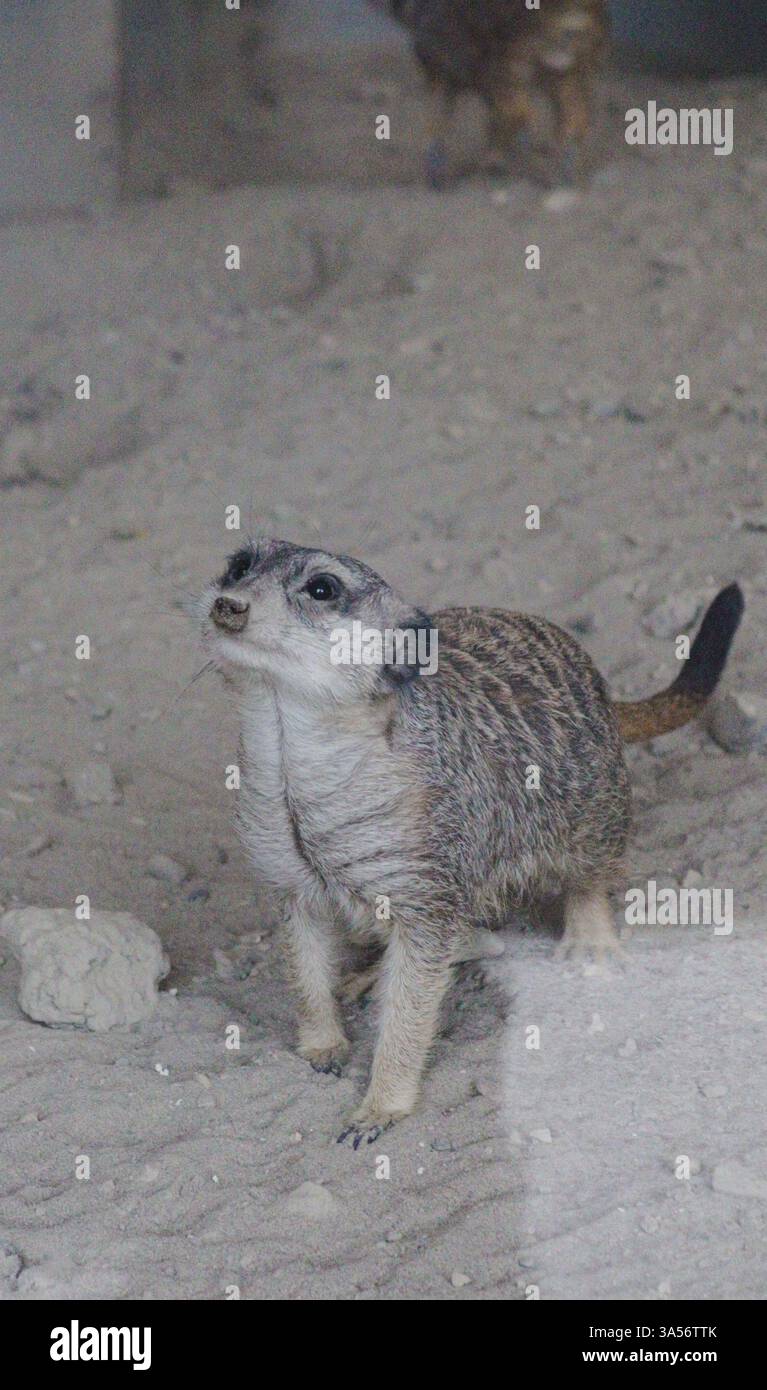 suricate debout sur deux jambes mangeant Banque D'Images