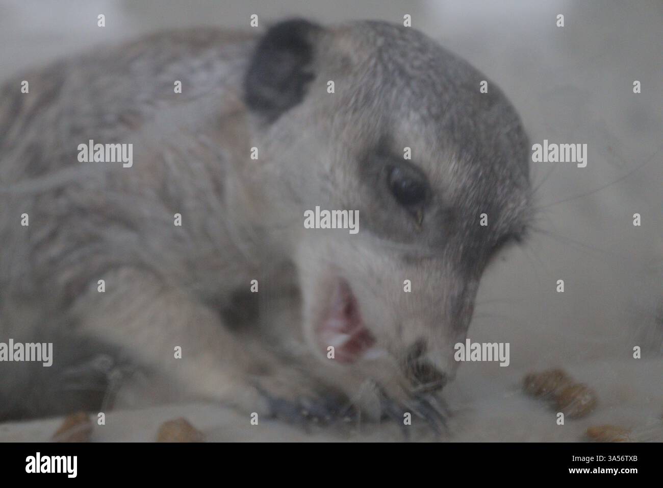 suricate debout sur deux jambes mangeant Banque D'Images
