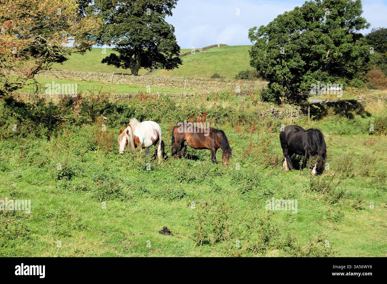 Des murs en pierre sèche encadrent les champs d'un fermier dans le Derbyshire Peak District. Trois chevaux qui paissent dans un pâturage rugueux Banque D'Images