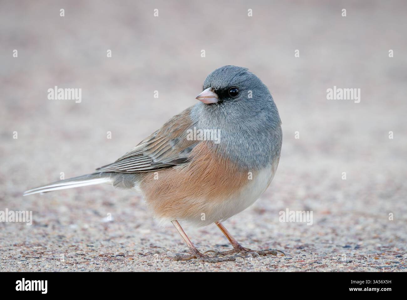 Junco aux yeux foncés, montagnes Magdalena, Nouveau-Mexique, États-Unis. Banque D'Images