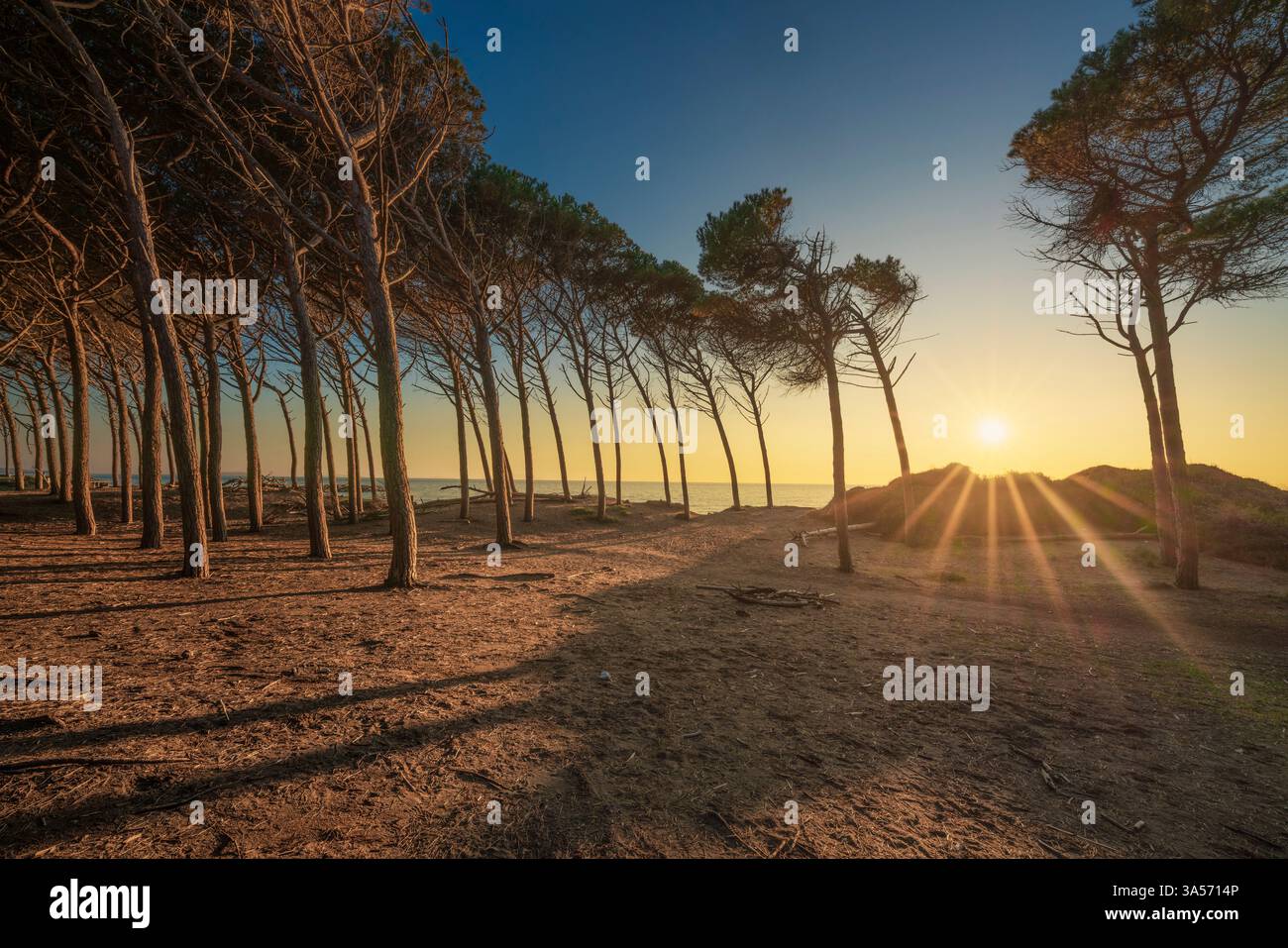Pins, plage et mer au coucher du soleil dans le Tombolo de Cecina. Marina di Cecina destination de voyage à Alta Maremma, région Toscane, Italie Banque D'Images