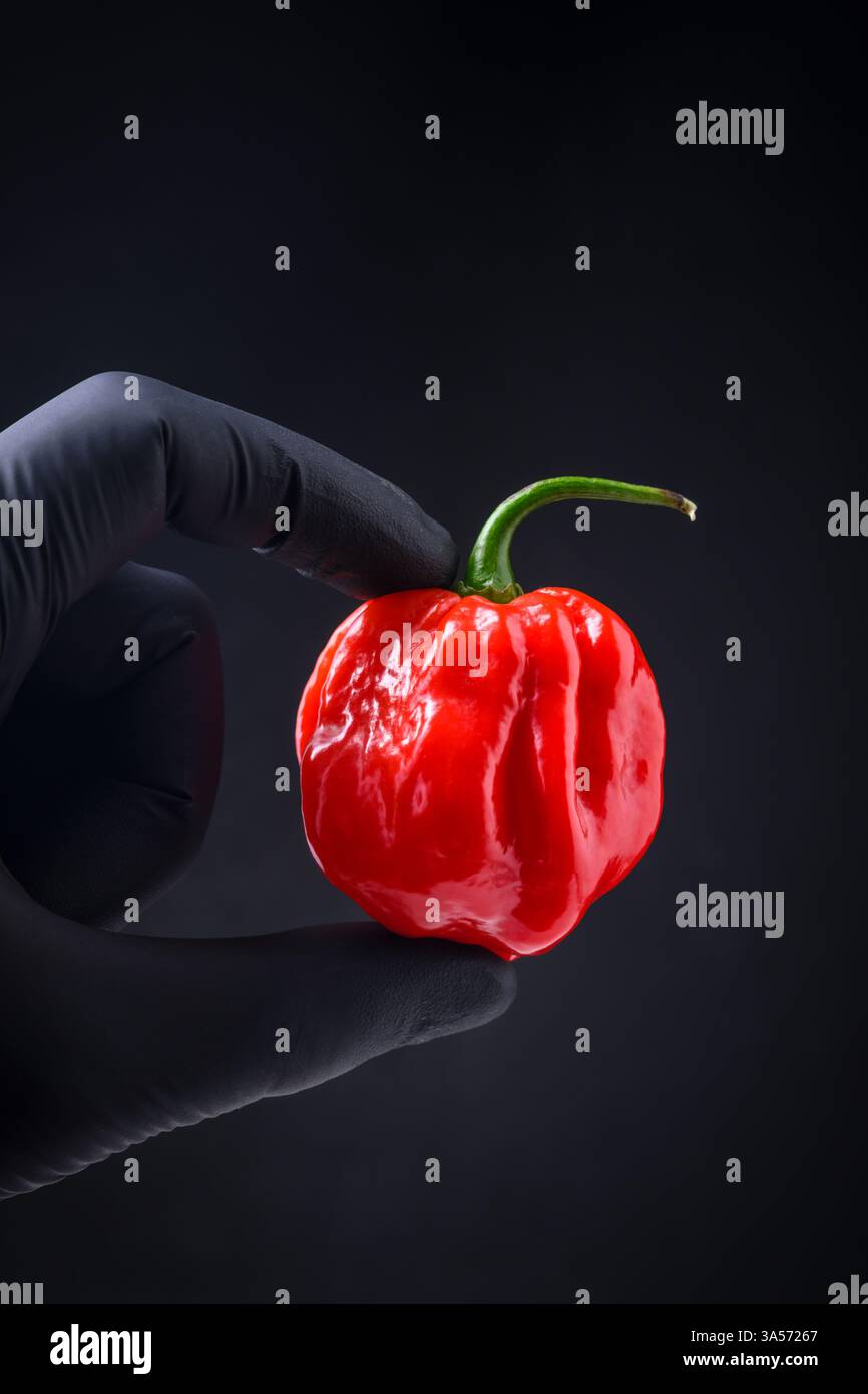 Poivre mexicain très chaud habanero à la main dans un gant protecteur sur fond noir. Photographie culinaire Banque D'Images