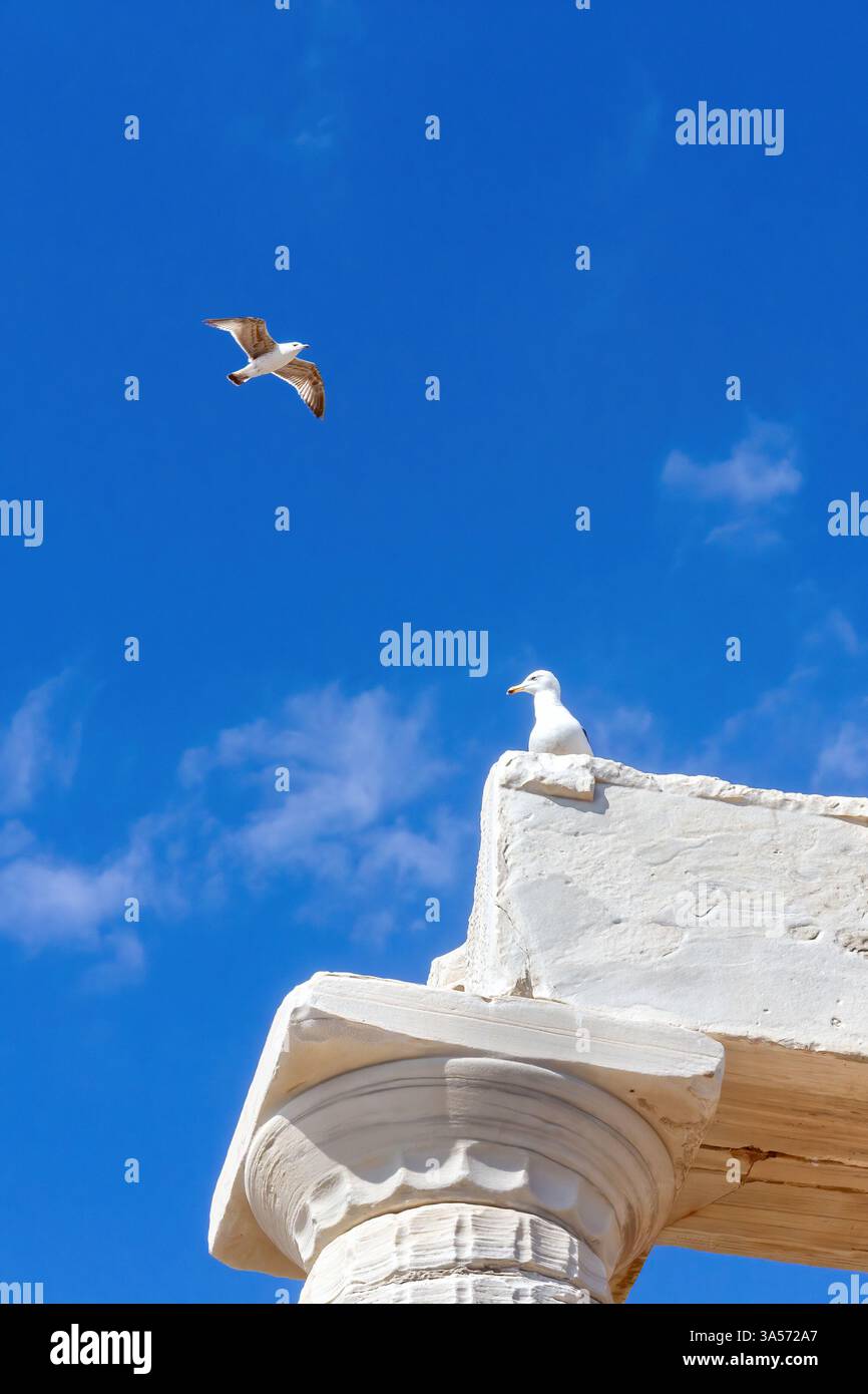 Mouettes sur une ancienne ruine de marbre au temple de Poséidon, Sounion, Grèce, présentant un ciel bleu vif et une architecture classique. Banque D'Images
