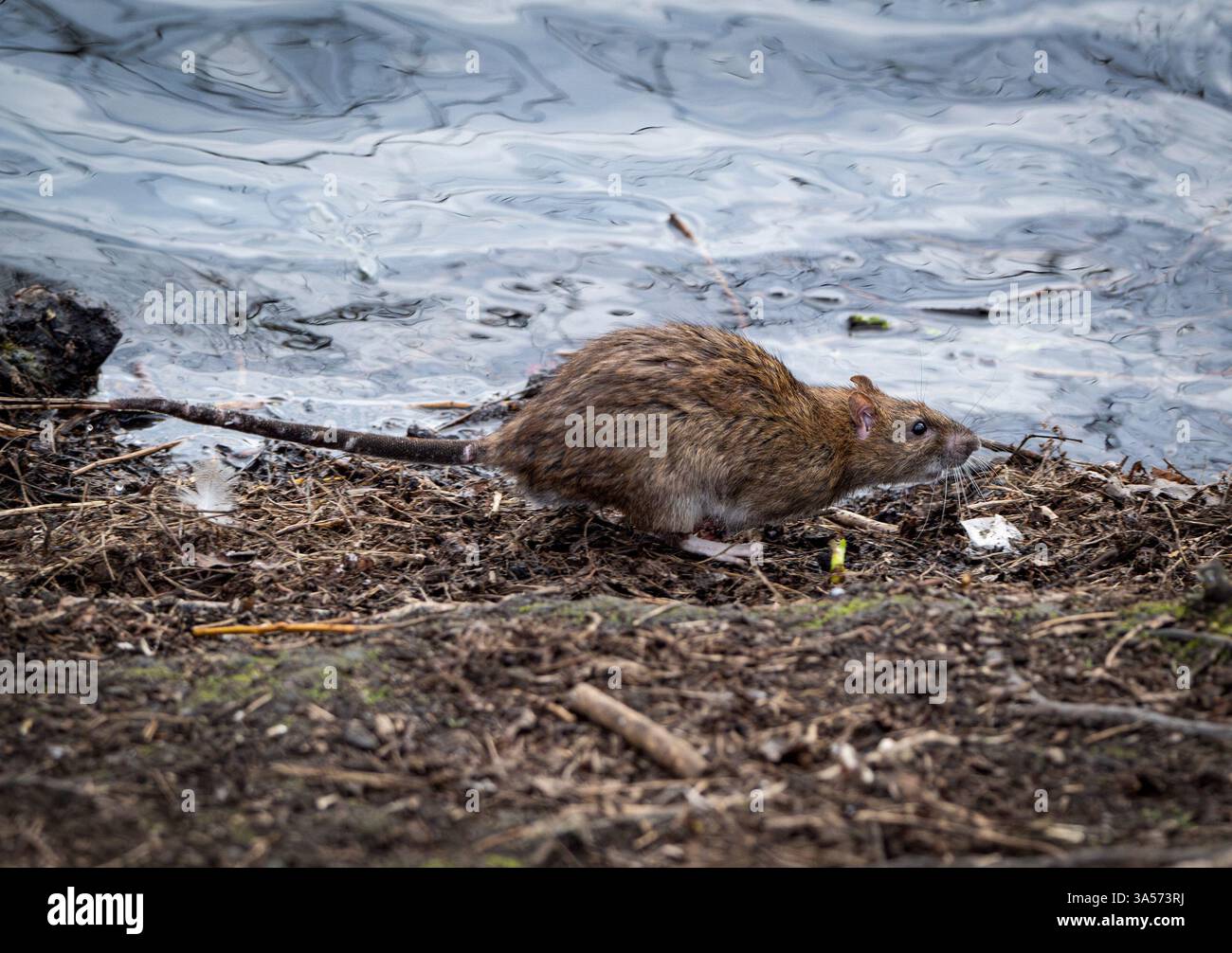 Crédit rat : Ian Jacobs Banque D'Images