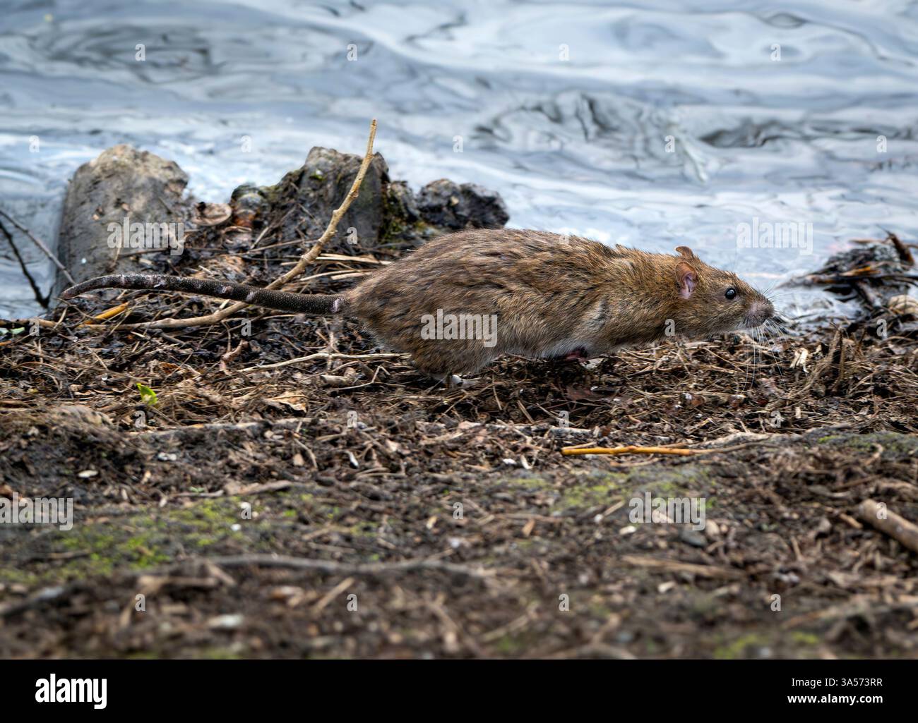 Crédit rat : Ian Jacobs Banque D'Images