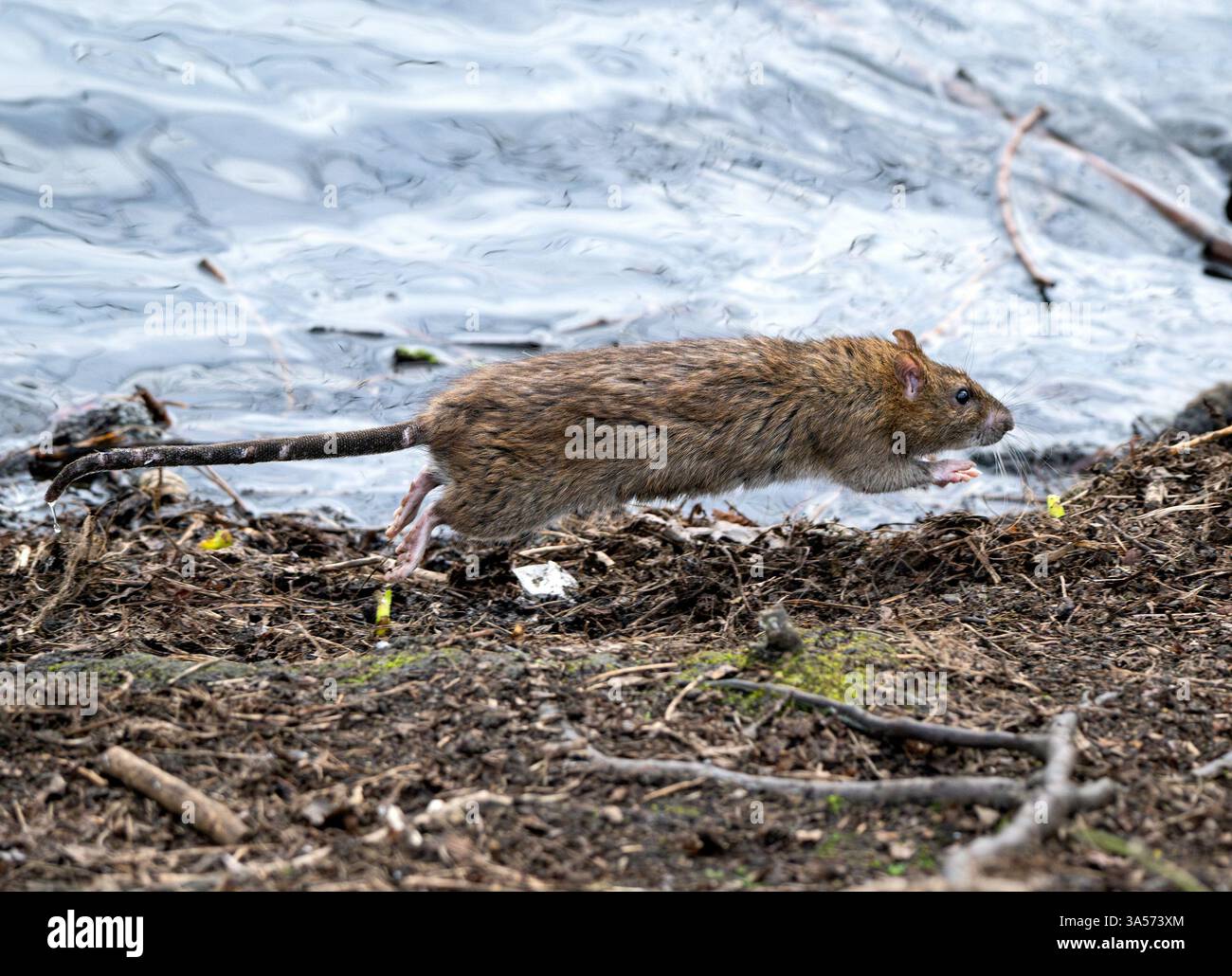 Crédit rat : Ian Jacobs Banque D'Images
