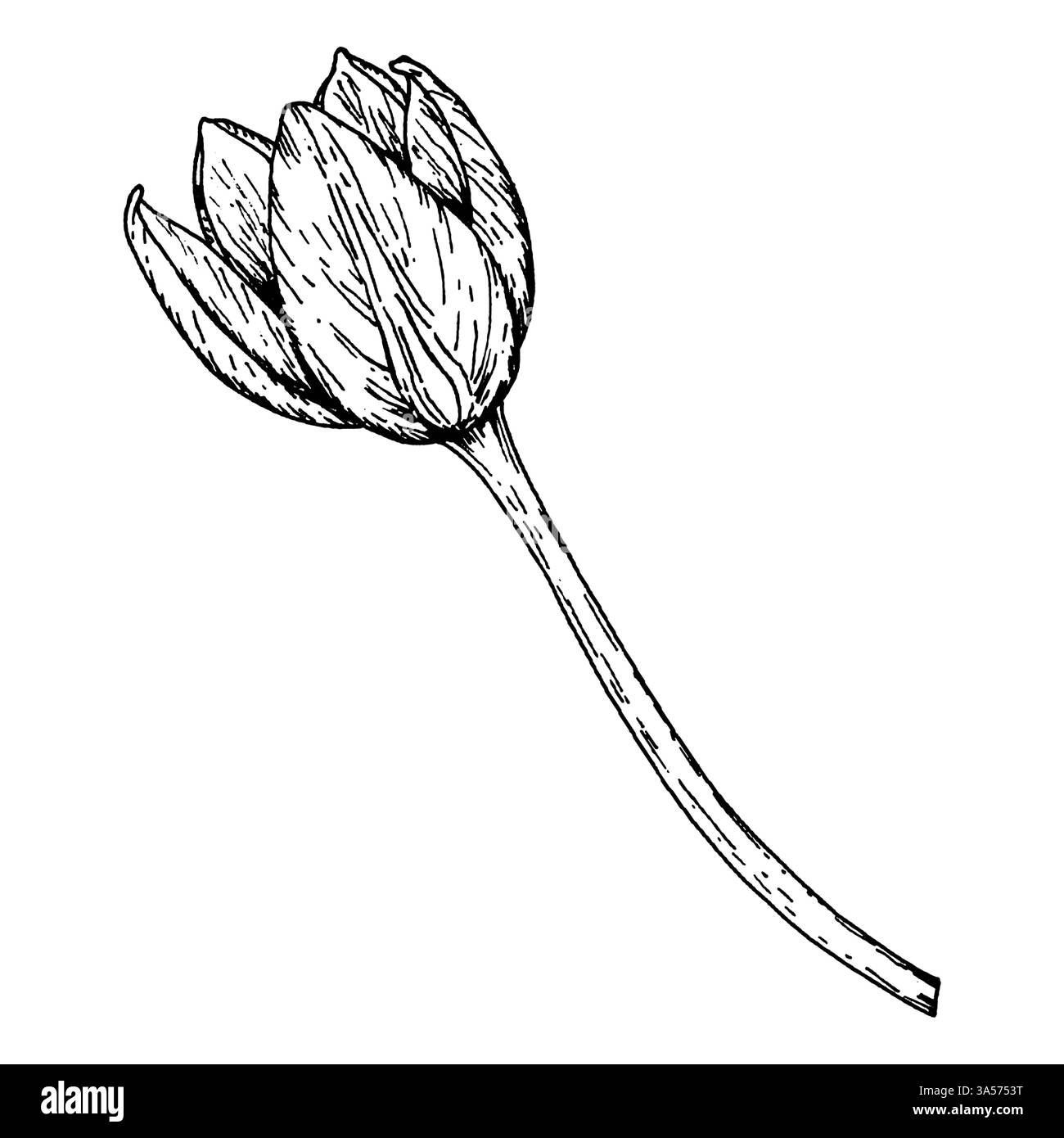 Illustration à l'encre dessinée à la main d'un bourgeon de tulipe en fleurs. Parfait pour les impressions botaniques, les cartes de vœux, les emballages floraux, les dessins textiles et la décoration intérieure Illustration de Vecteur